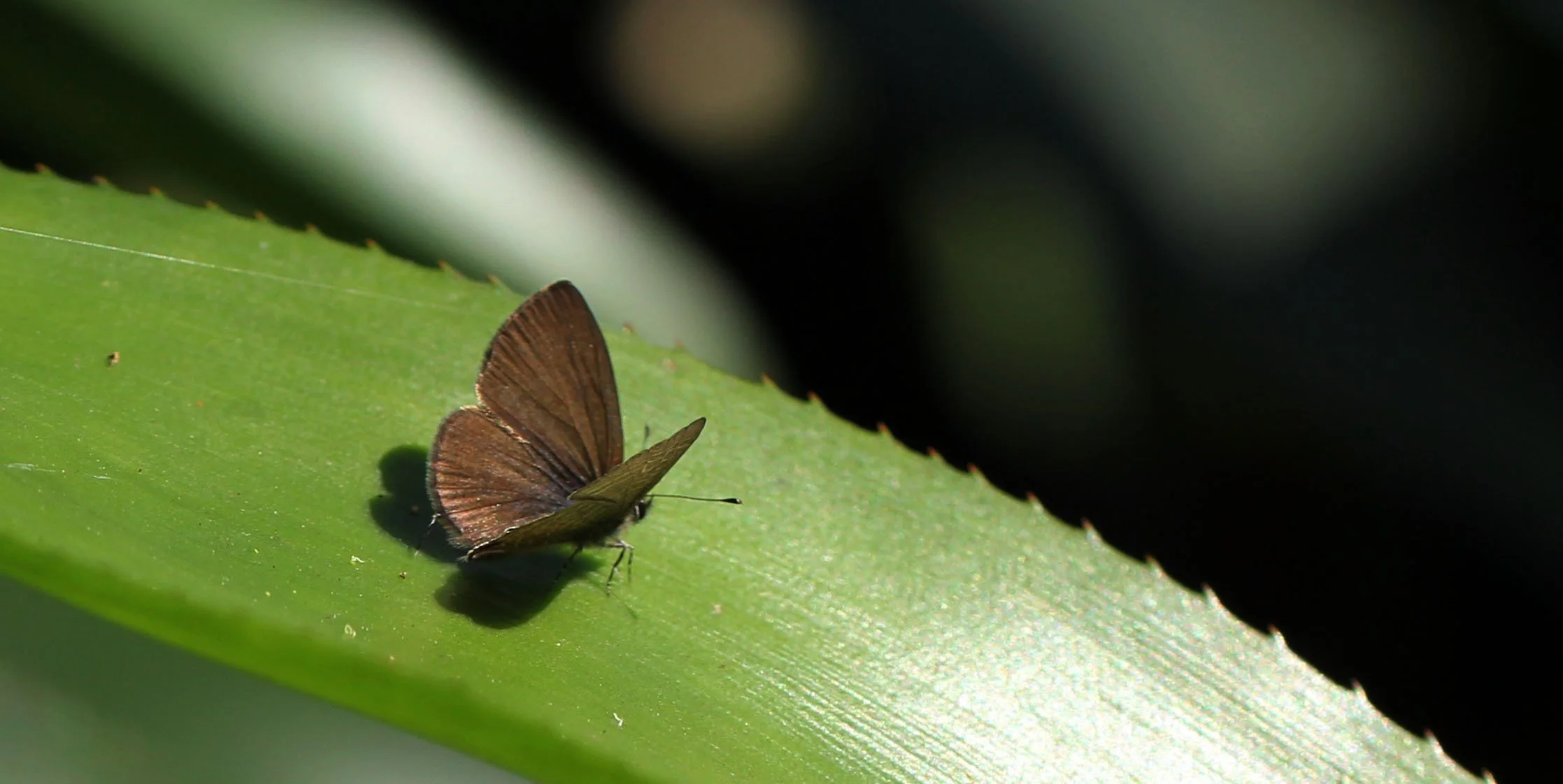 Lycaenidae - Dark Himalayan Oakblue (Arhopala rama) Bangkok Thailand