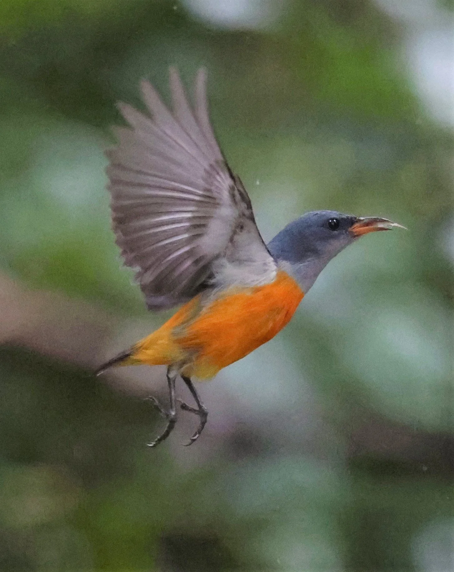 Orange-bellied Flowerpecker (Dicaeum trigonostigma)