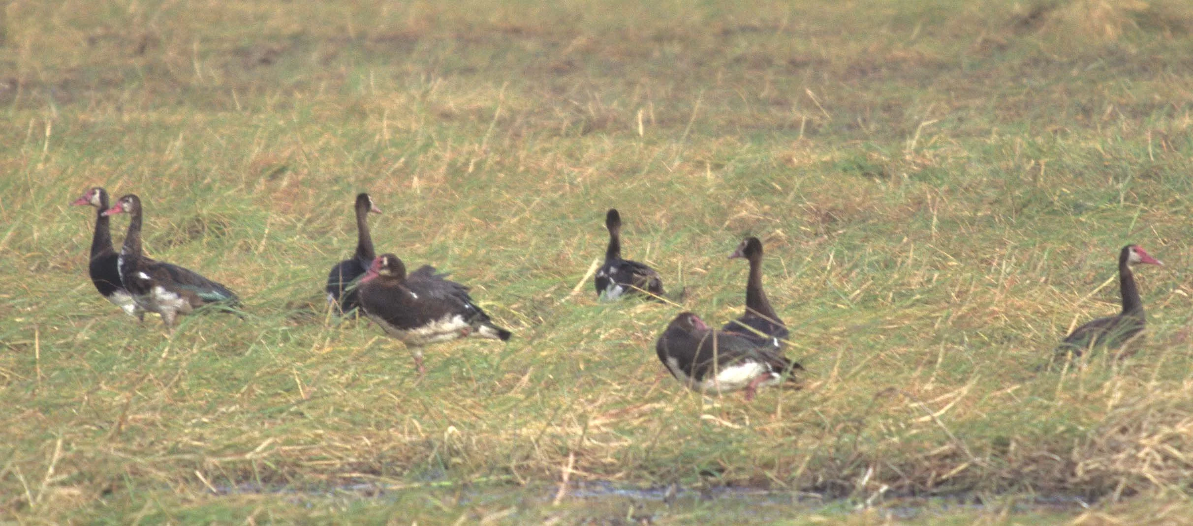BIRDS - GOOSE - SPURWINGED - KRUGER.jpg
