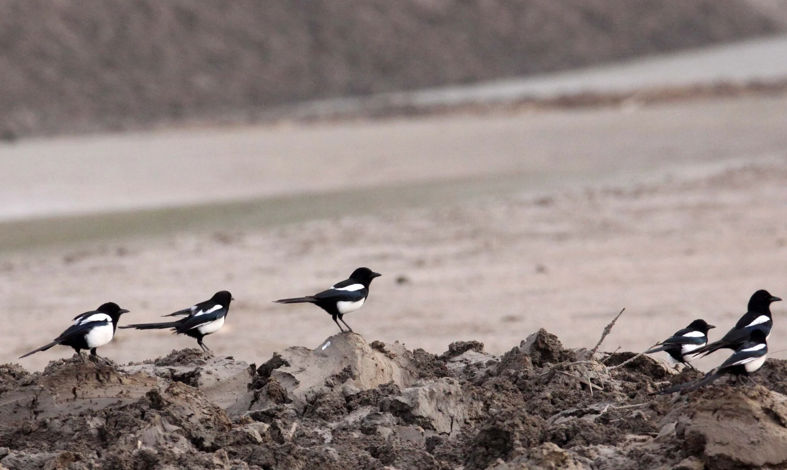 BIRD - MAGPIE - COMMON BLACK-BILLED MAGPIE- YANCHENG CHINA (5).JPG