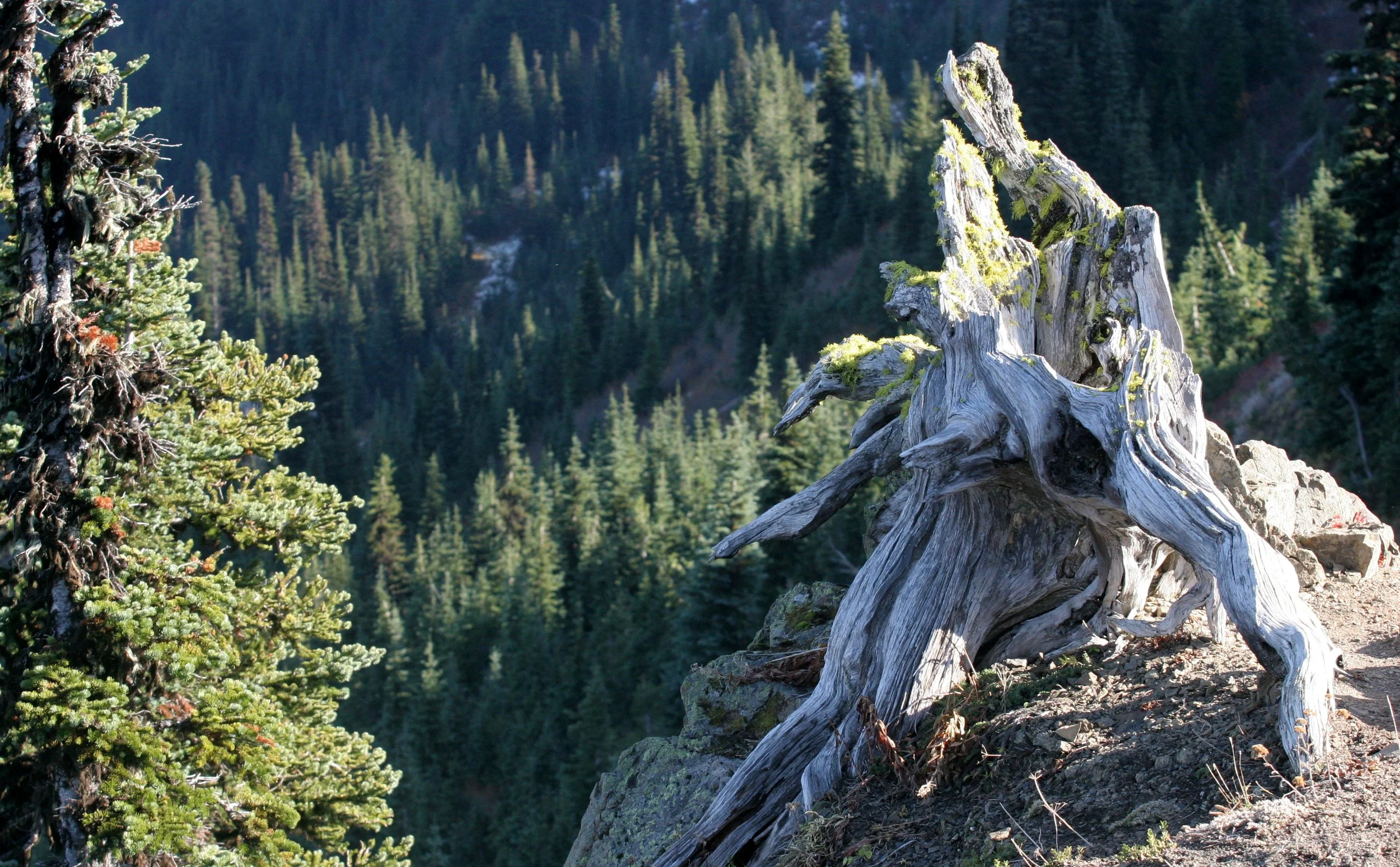 HURRICANE RIDGE - VIEWS OF PARK INTERIOR (3).JPG