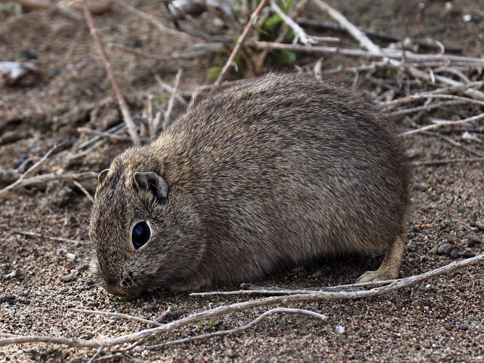Southern Mountain Cavy (Microcavia australis) Valdes Peninsula, Chubut Province, Argentina Day 2 (1 (112).jpg