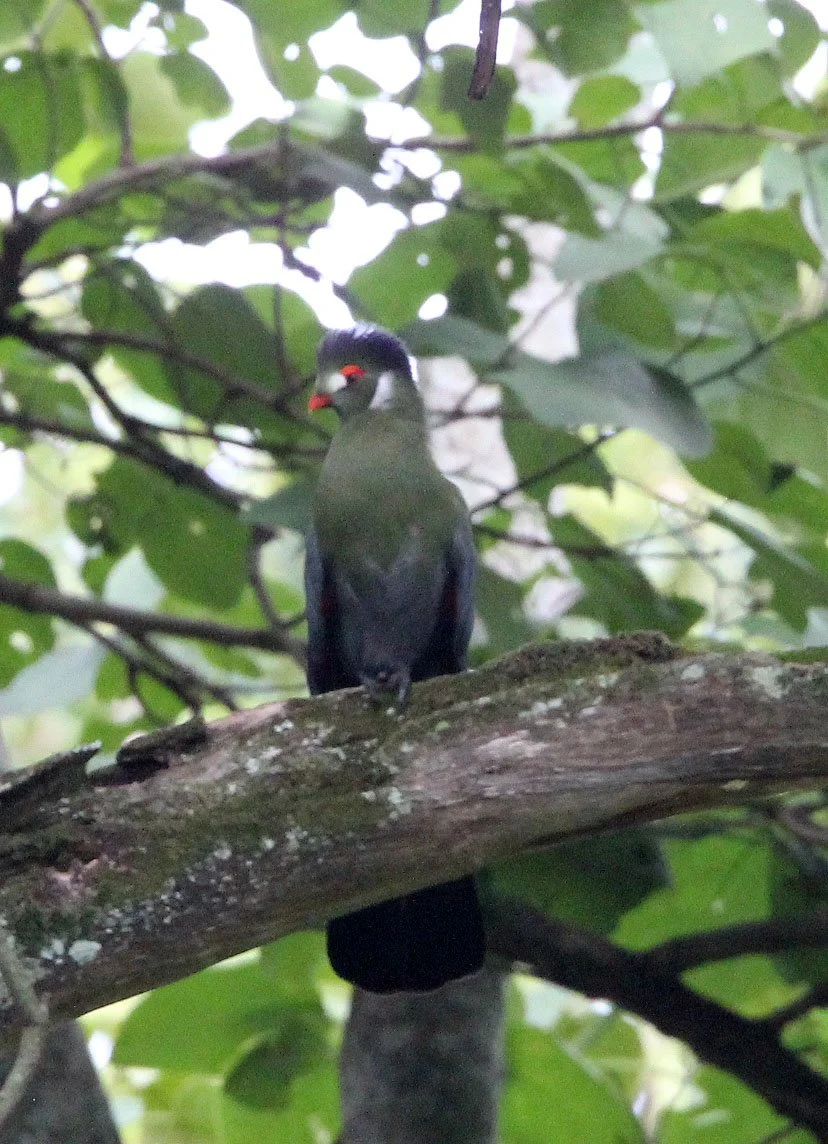 White-cheeked Turaco (Menelikornis leucotis) Langano Lake Ethiopia (16).JPG