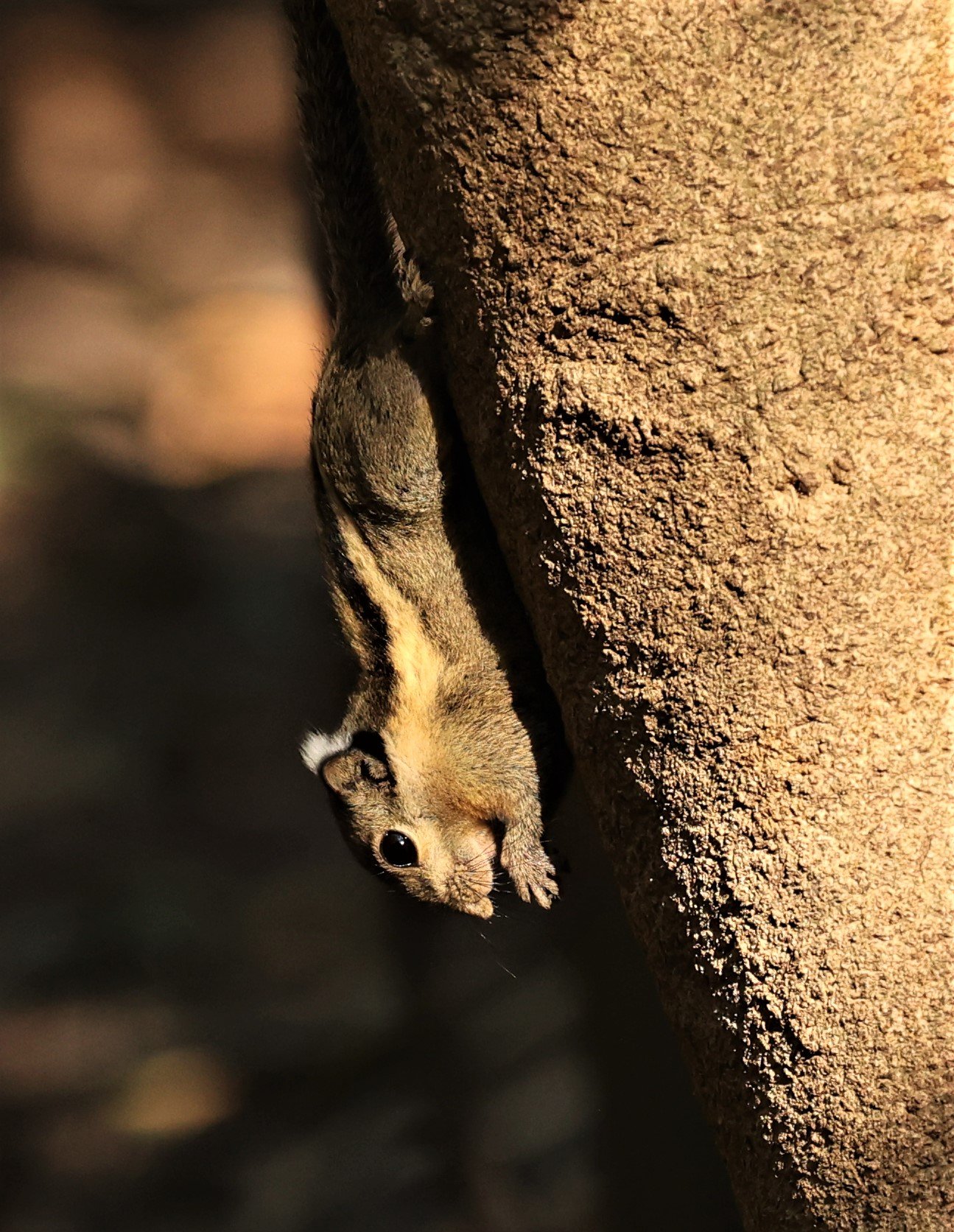 Tamiops mcclellandii - WESTERN STRIPED SQUIRREL - LUNG SIN HIDE NEAR KAENG KRACHAN FEB 2022 (3).jpg