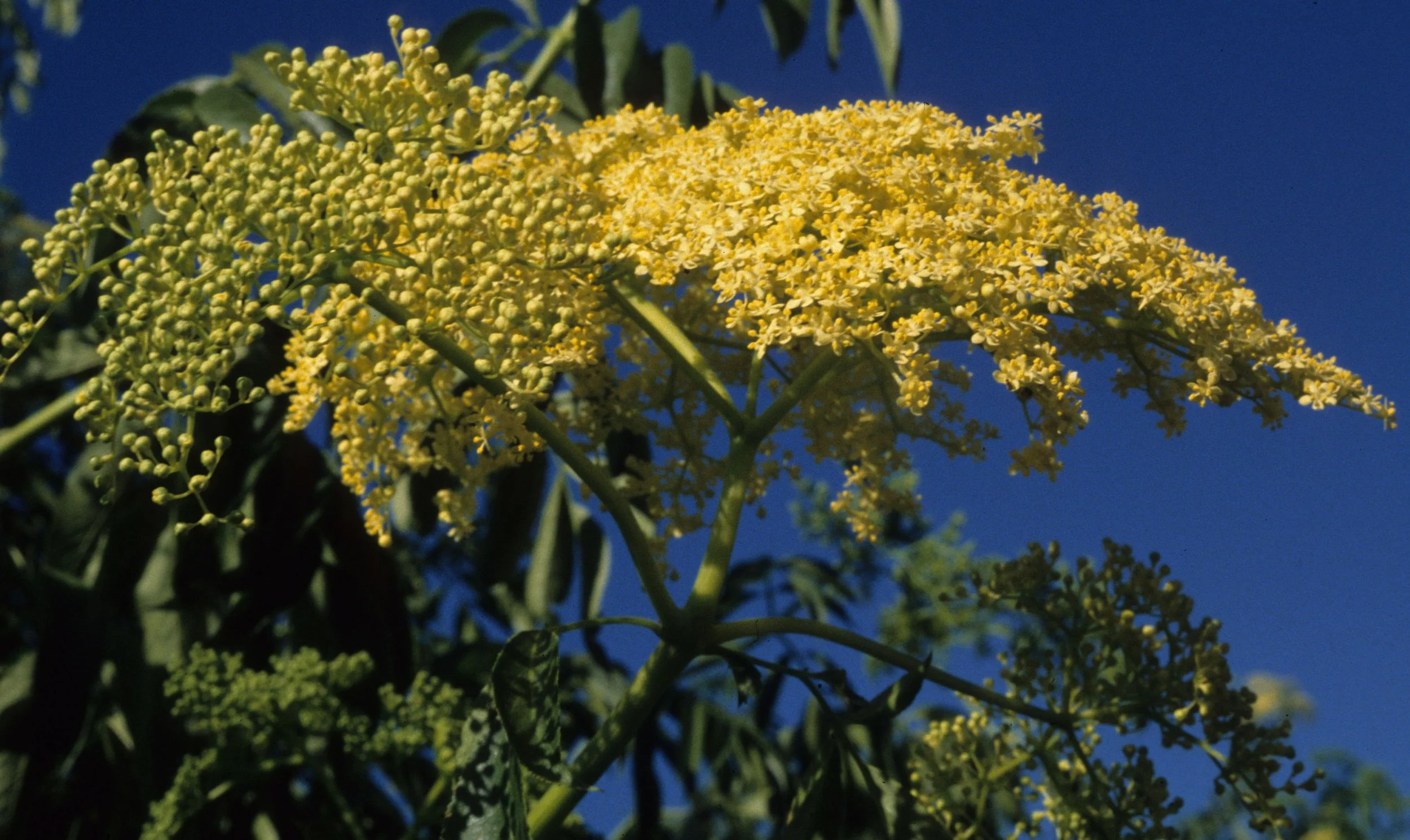 AMERICAN RIVER - SAMBUCUS MEXICANUS - ELDERBERRY A.jpg