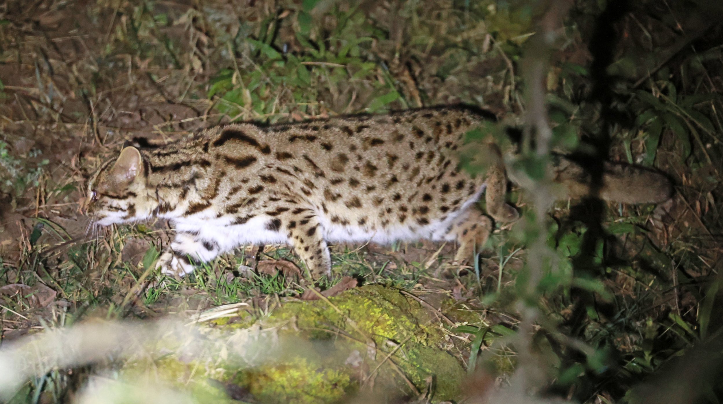Mainland Leopard Cat (Prionailurus bengalensis) Tangjiahe National Nature Reserve, Sichuan China (41).jpg