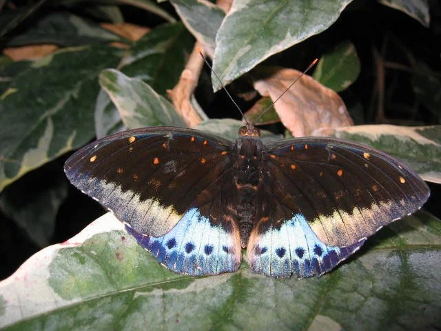 2005-10-29 DAY TRIP TO SEATTLE MUSEUMS AND AQUARIUM (8).JPG