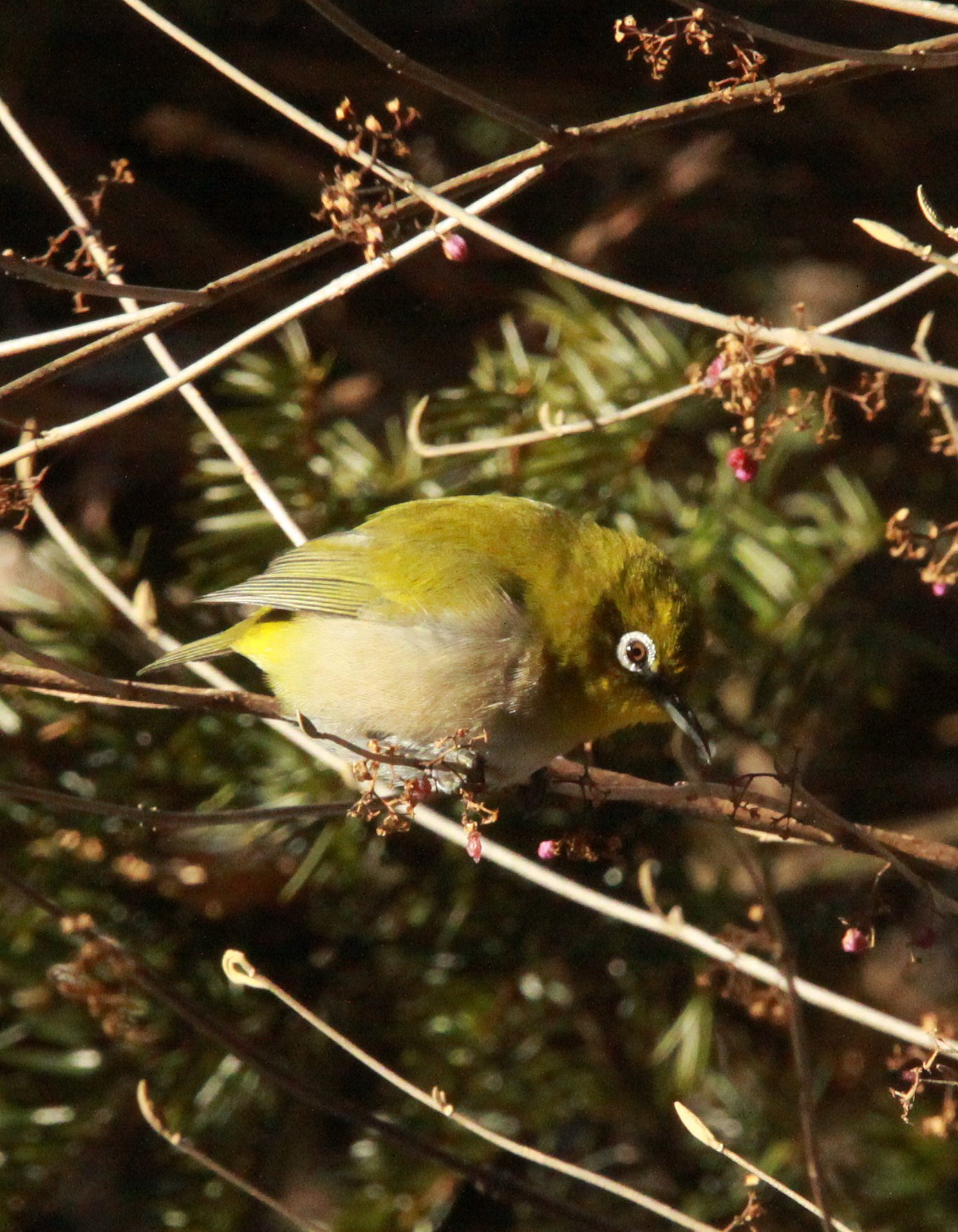 BIRD - WHITE-EYE - JAPANESE WHITE-EYE - SHIOBUTSU ONSEN KARUIZAWA JAPAN (16).JPG