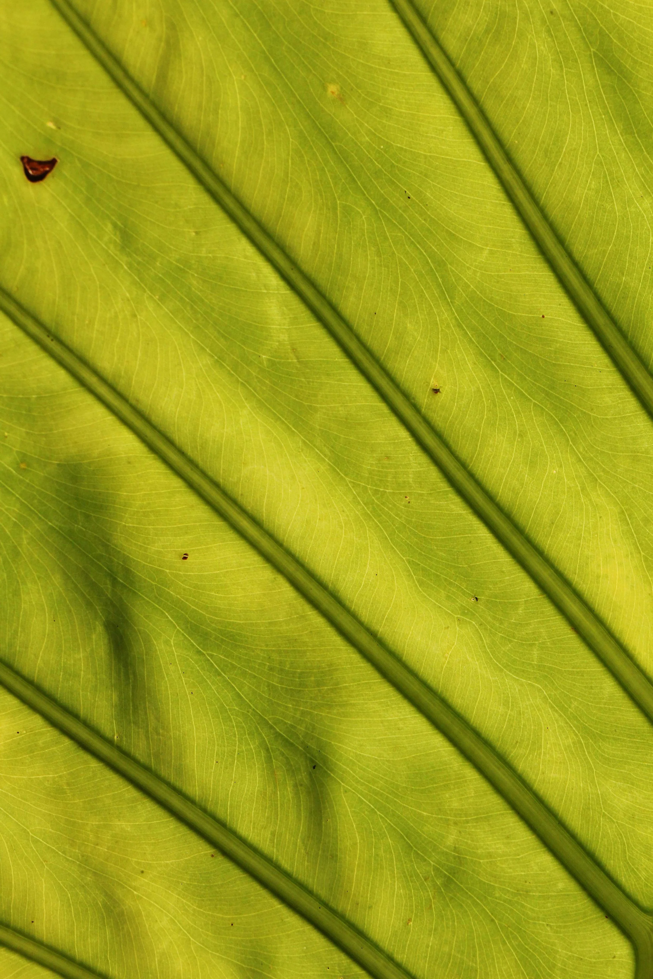2015 Koh Lanta Songkran with friends from ISB (560).JPG