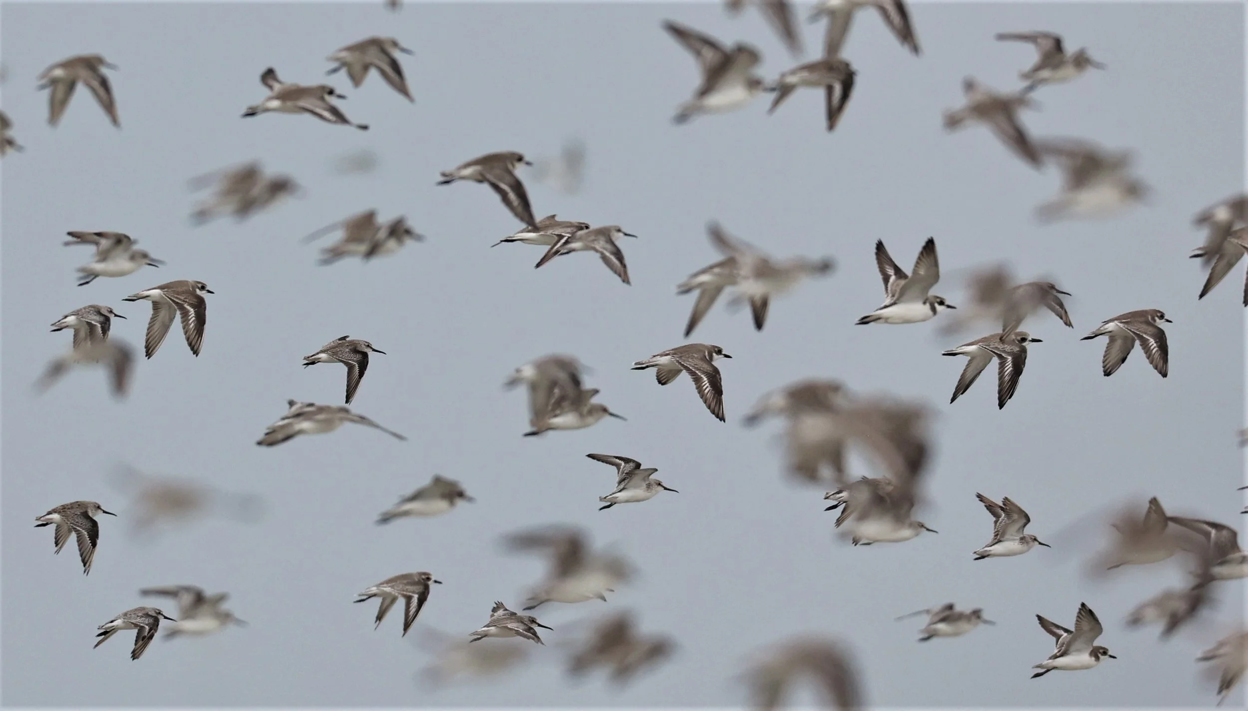 PLOVER - GREATER SAND-PLOVER - Charadrius leschenaultii - LESSER SP, CURLEW, BROADBILL SP PAK THALE OCTOBER 2.jpg