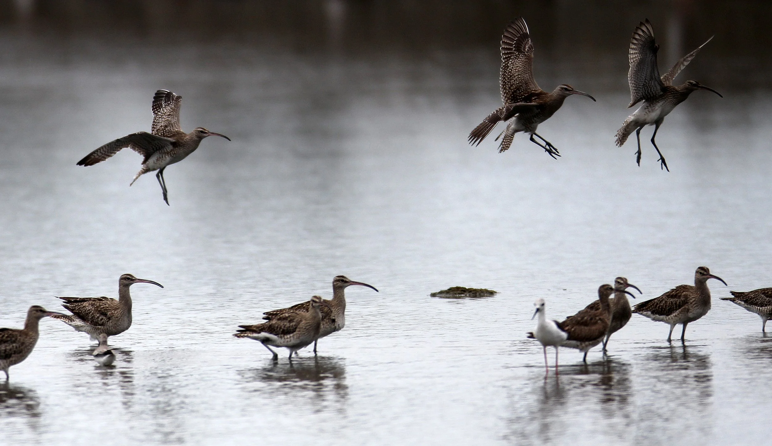 WHIMBREL - Numenius phaeopus - MIXED FLOCK EURASIAN CURLEW - Numenius arquata - PAK THALE THAILAND (76).JPG