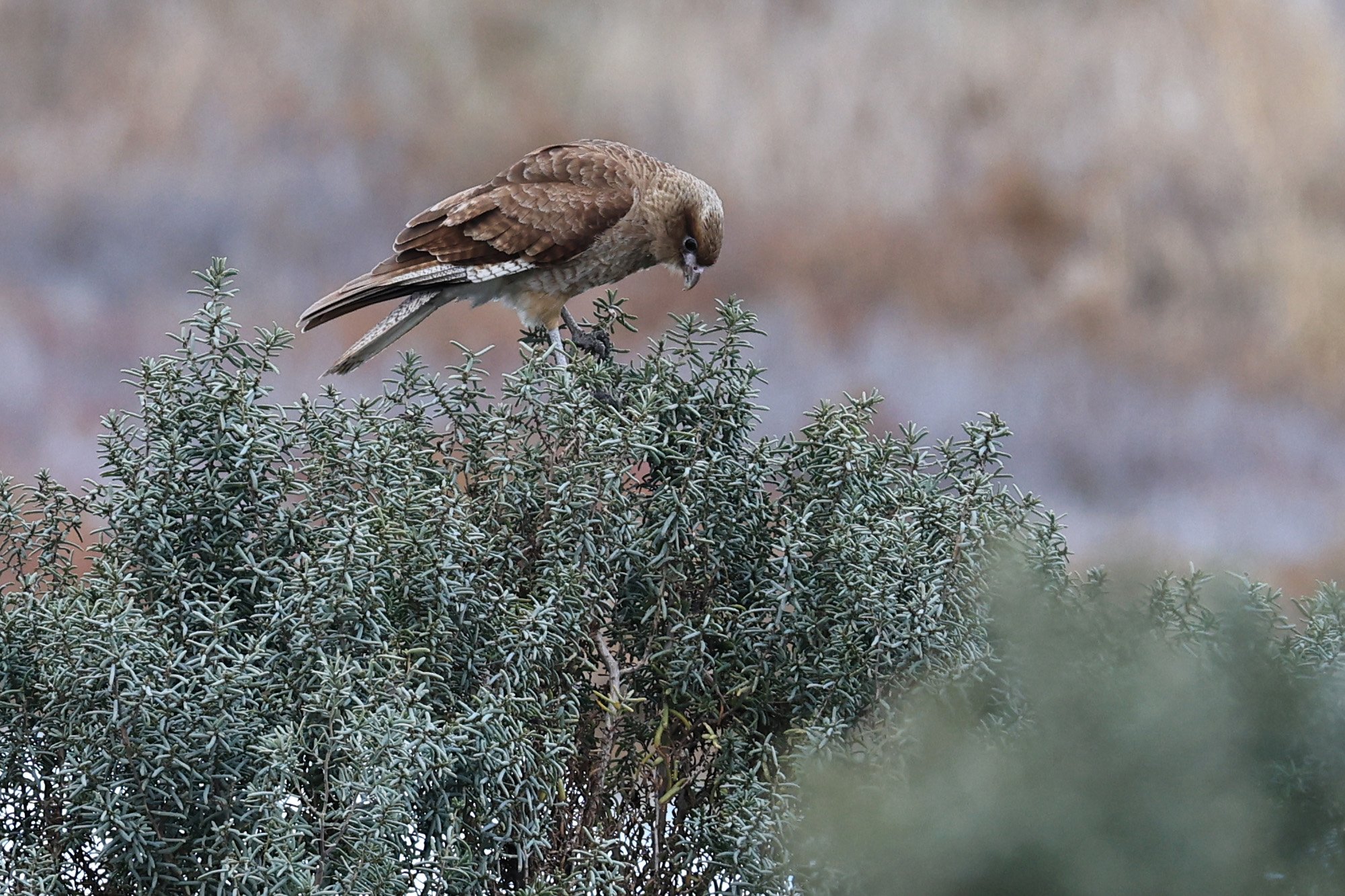 Chimango Caracara (Daptrius chimango) Lagunas del Ornitólogo, Trelew Argentina (16).jpg