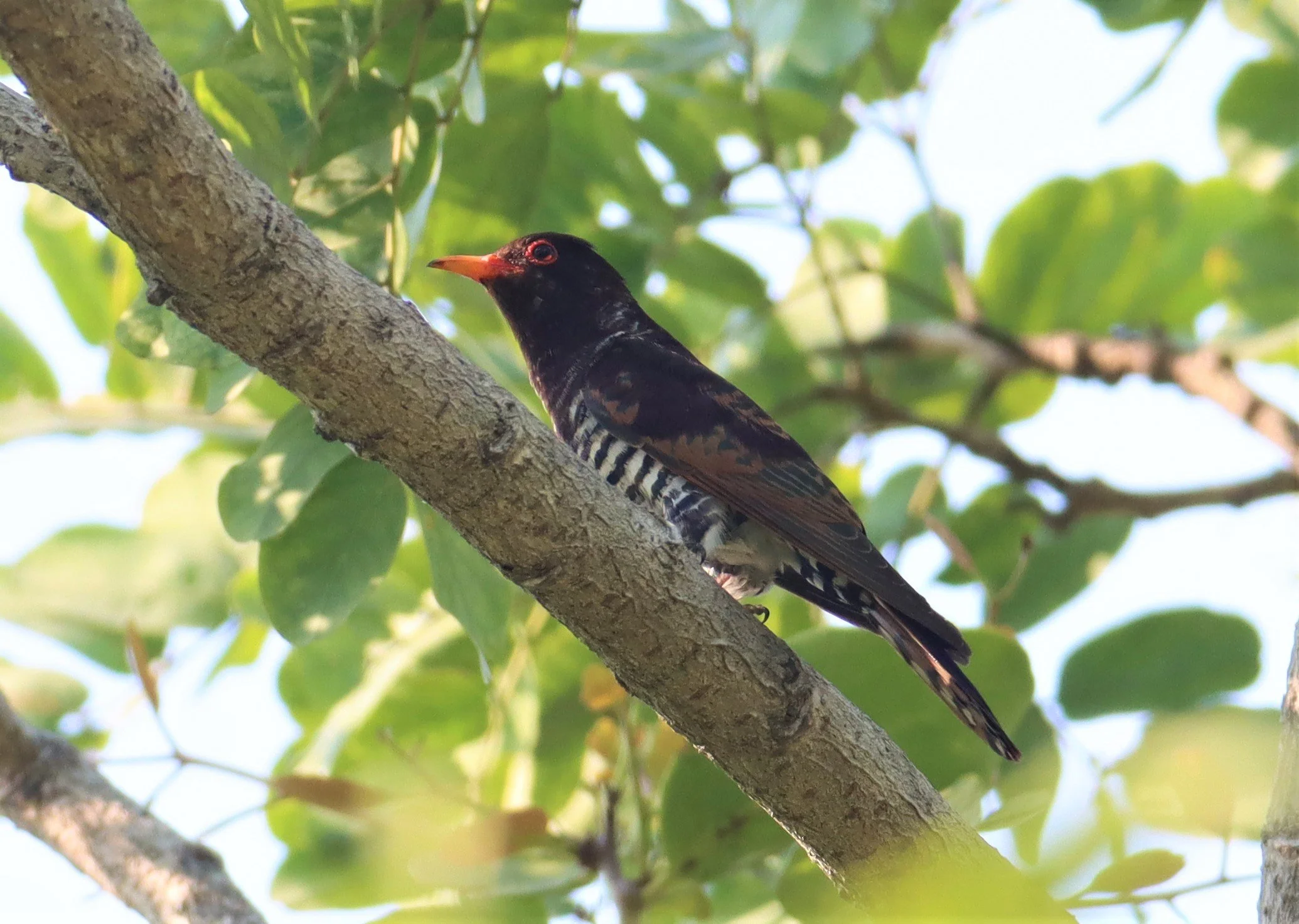 Violet Cuckoo (Chrysococcyx xanthorhynchus) Rama IX Park Bangkok (3).jpg