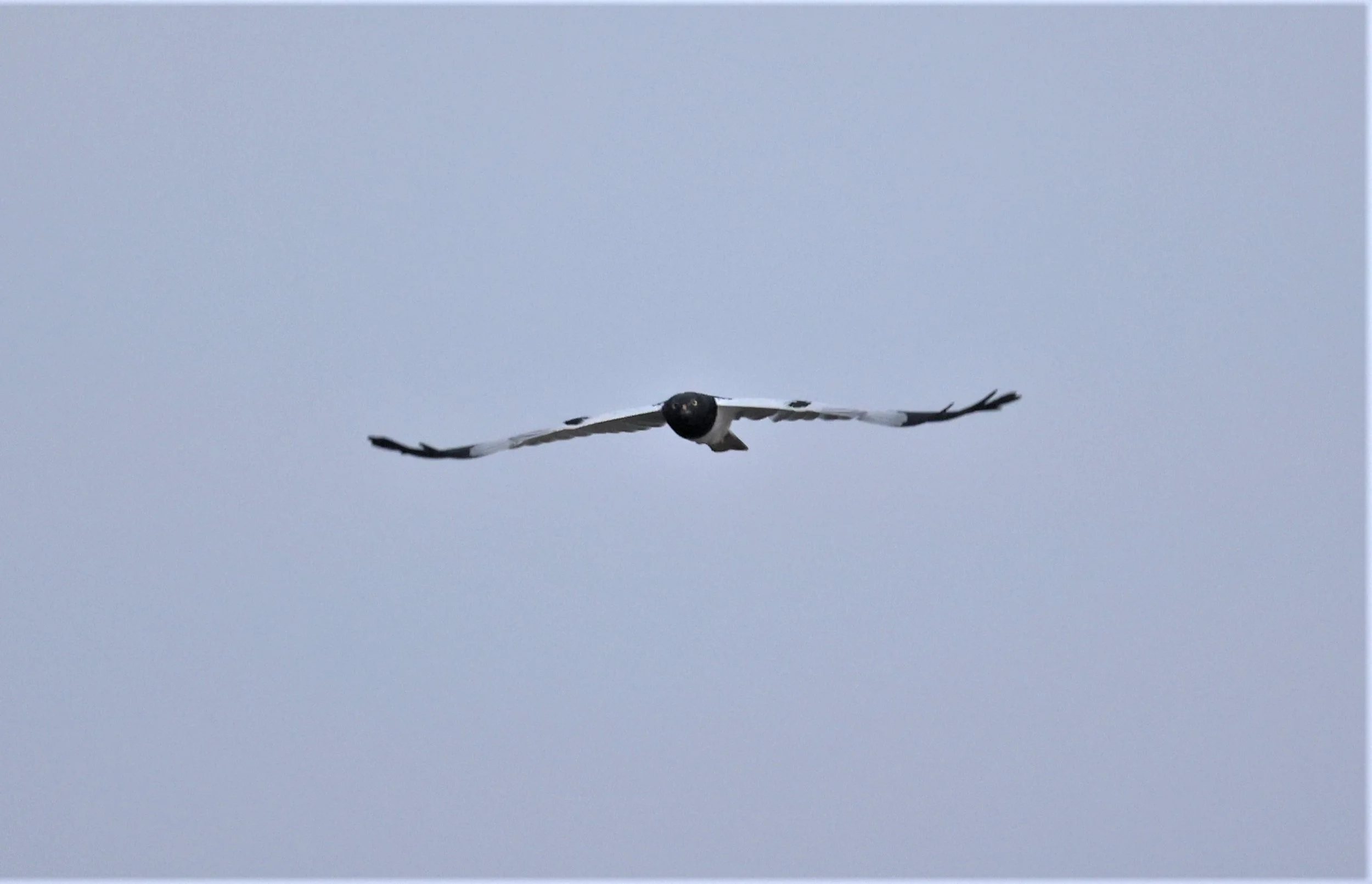 HARRIER - PIED HARRIER - Circus melanoleucos - YONOK CHIANG SAEN CHIANG RAI - ROOST (34).JPG
