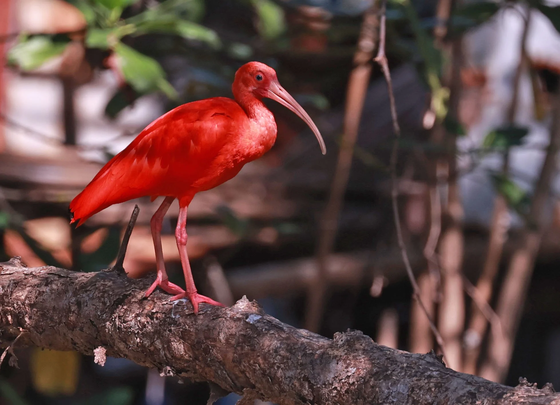 Ibis - Scarlet Ibis - Eudocimus ruber - 29 Songkaow Cafe, Chachoengsao Thailand (131).jpg