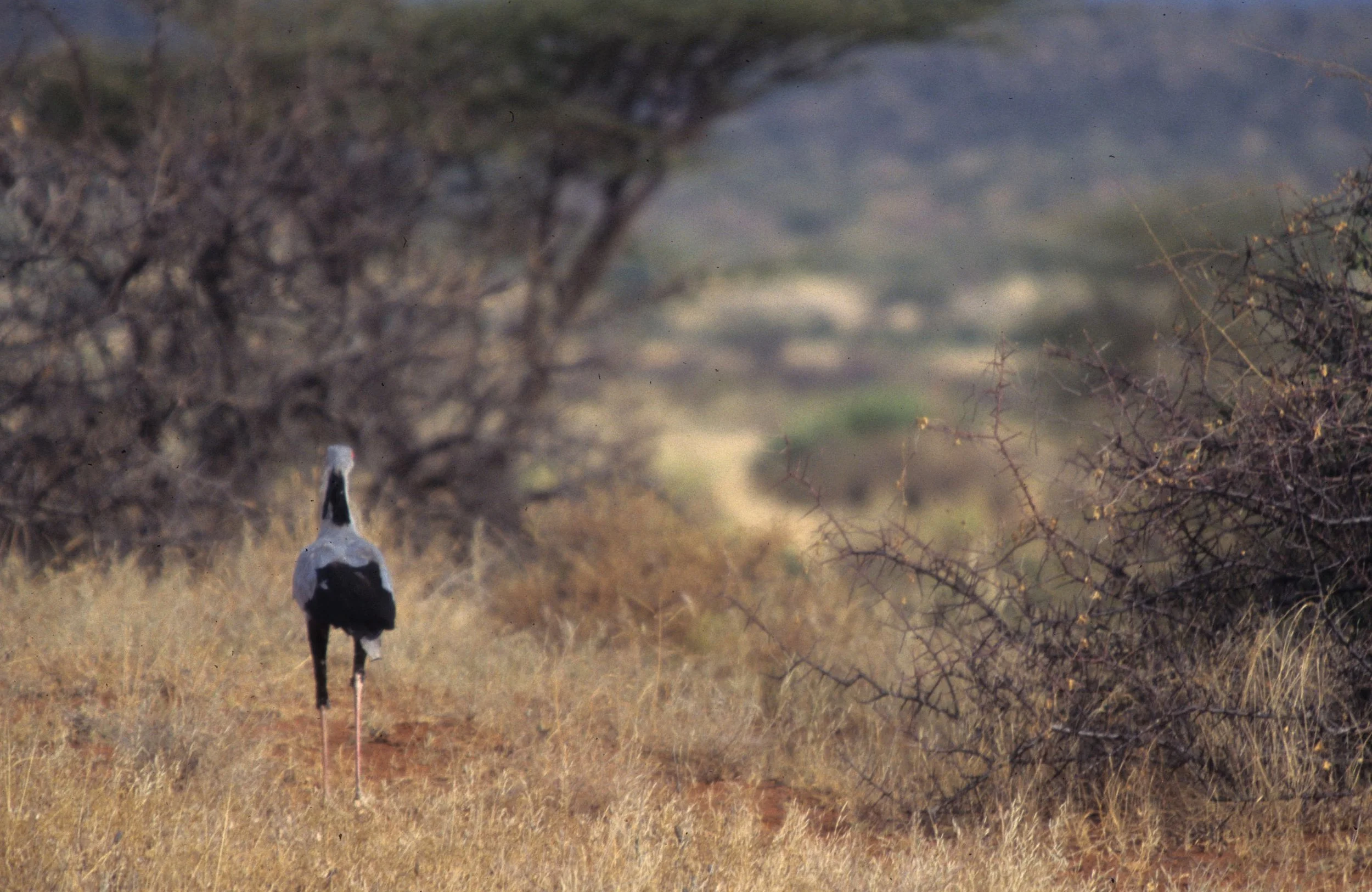BIRDS - SECRETARY BIRD B.jpg