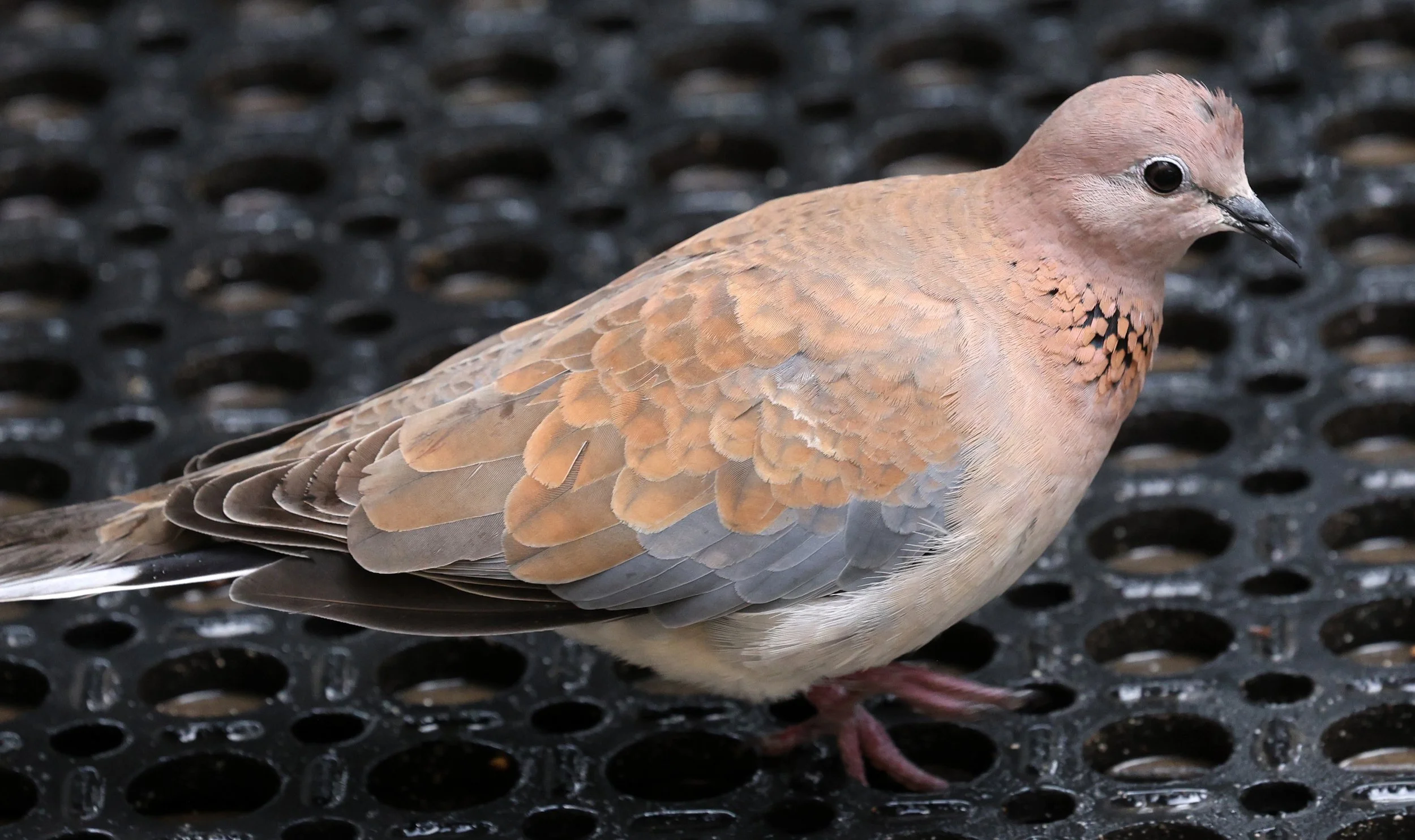 Laughing Dove (Spilopelia senegalensis) Rottnest Island - Western Australia (6).jpg