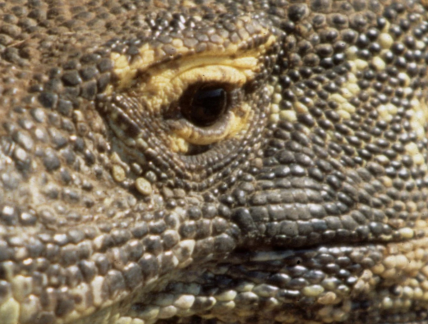 REPTILES - KOMODO DRAGON - LARGE MALE A.jpg