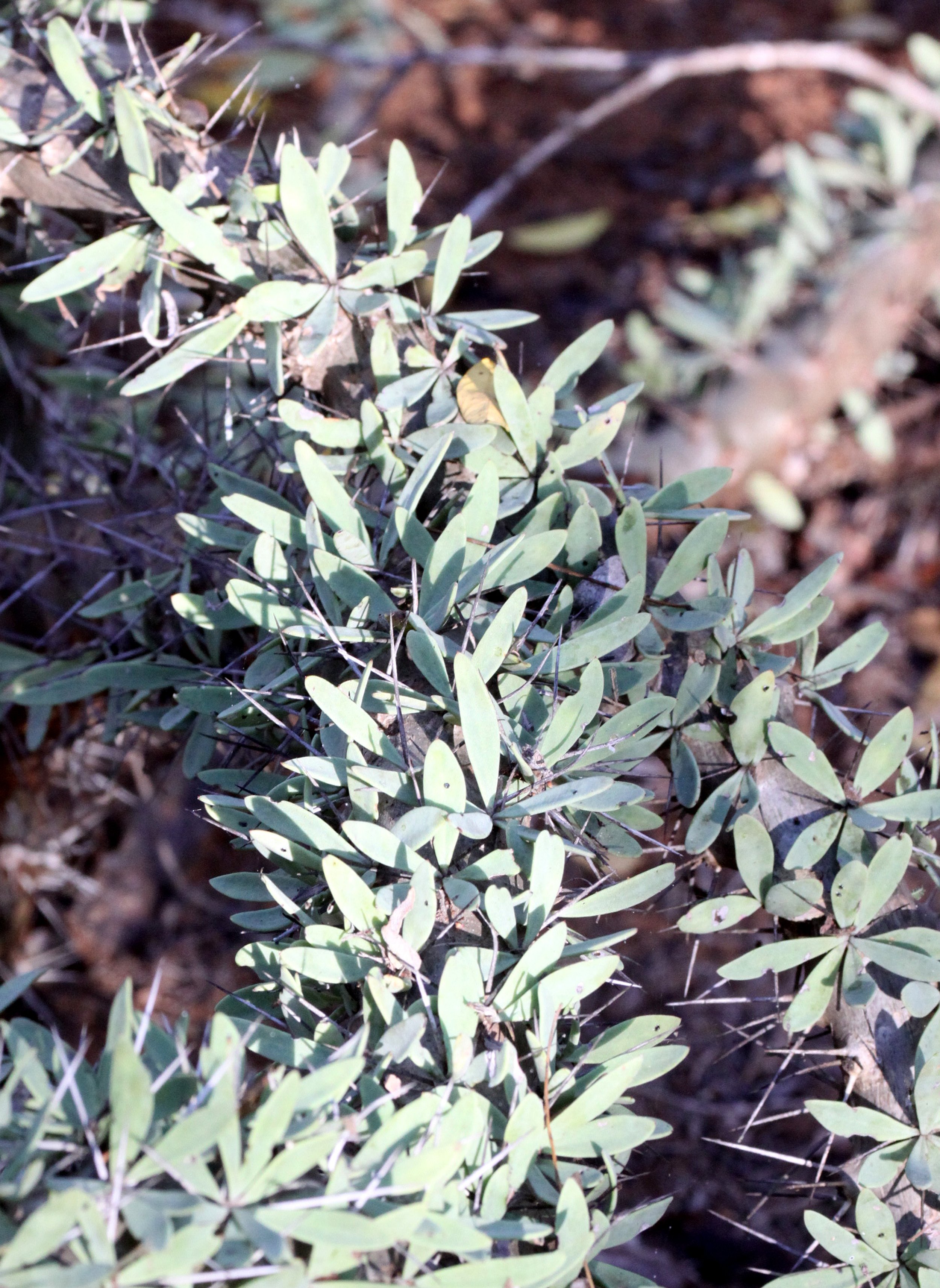 PLANT - BERENTY RESERVE MADAGASCAR (2).JPG