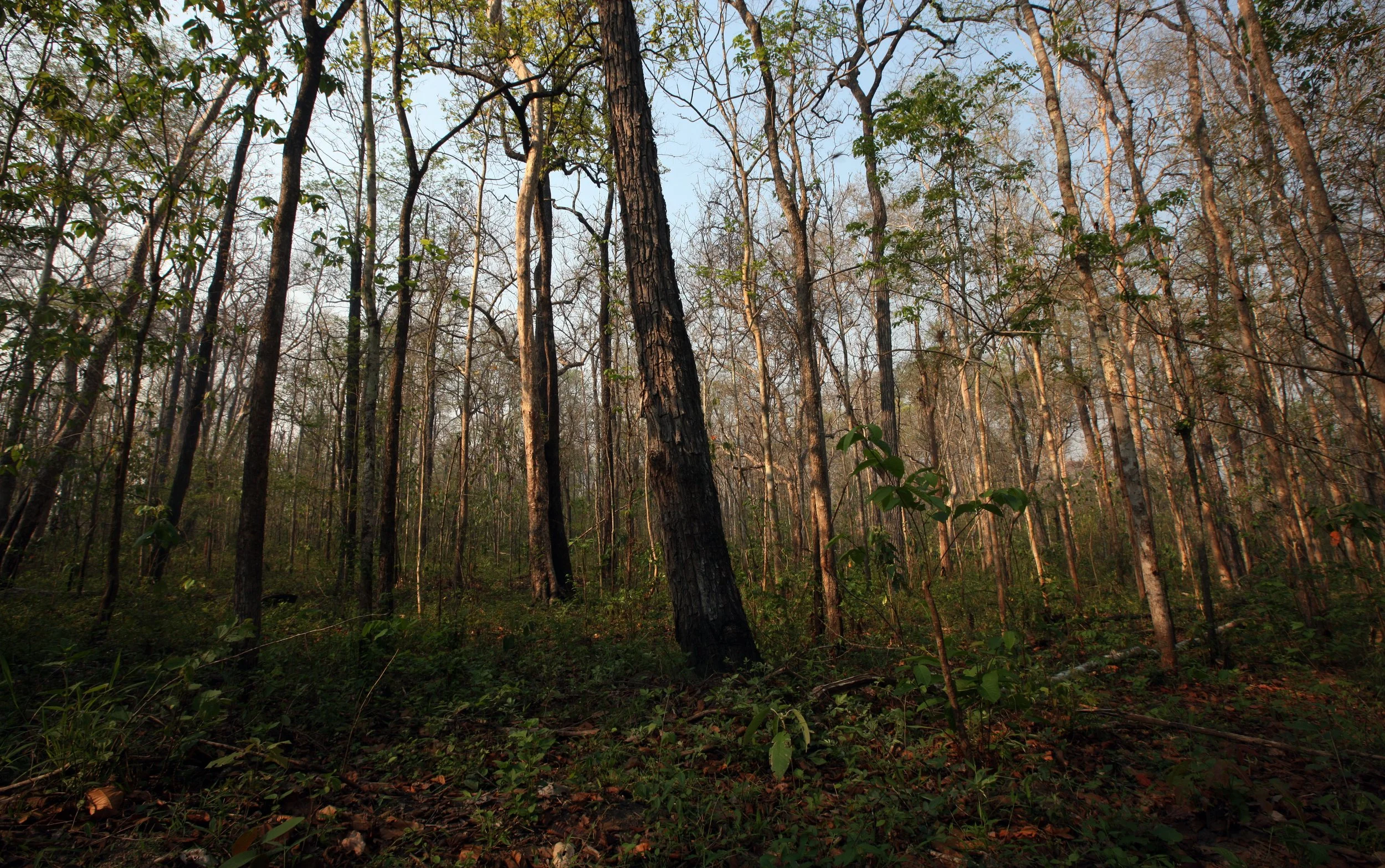 Dry Deciduous Forest of HKK - remnants of a recent fire.
