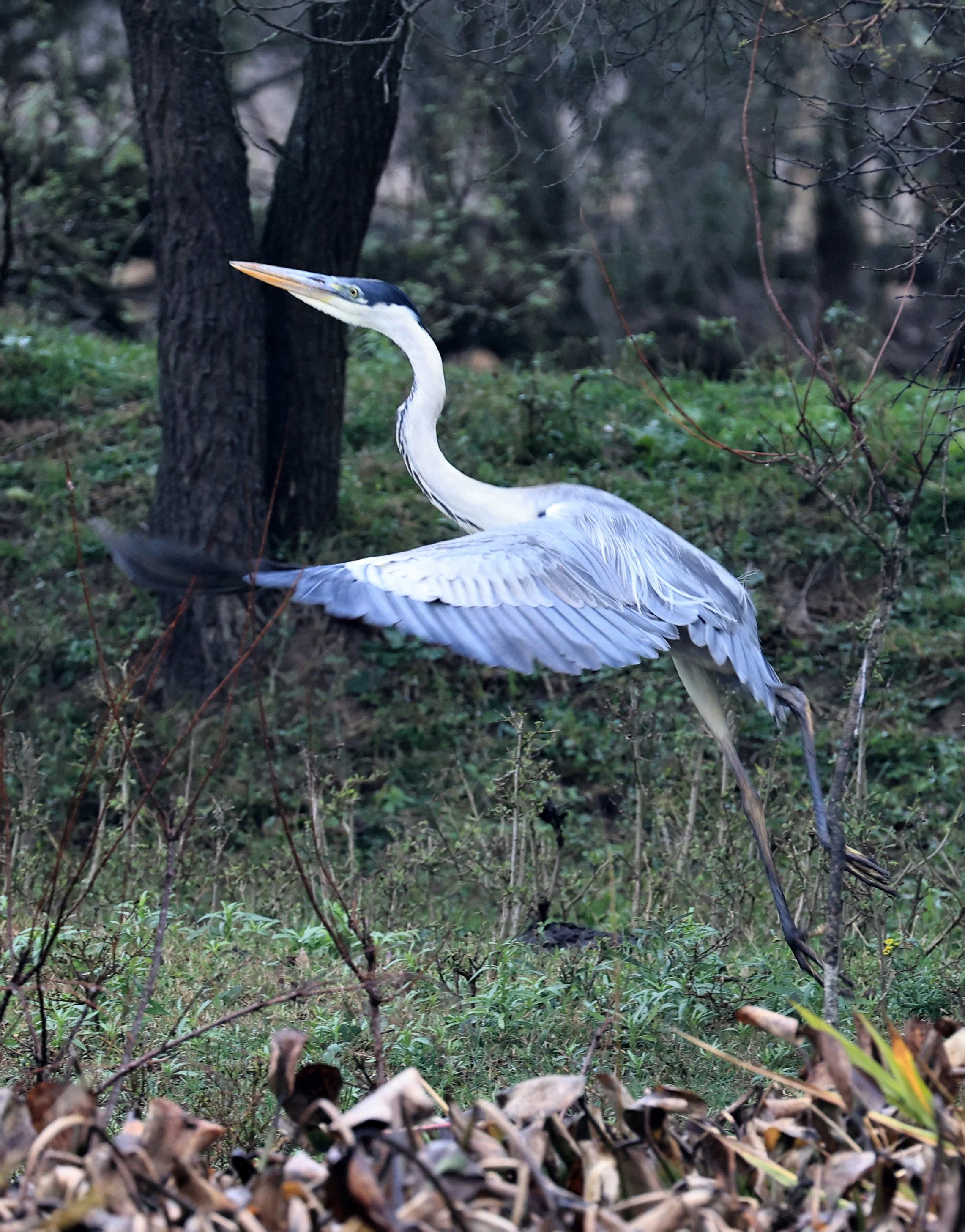 Cocoi Heron (Ardea cocoi) Reserva Natural Ceibas, Entre Rios, Argentina (20).jpg