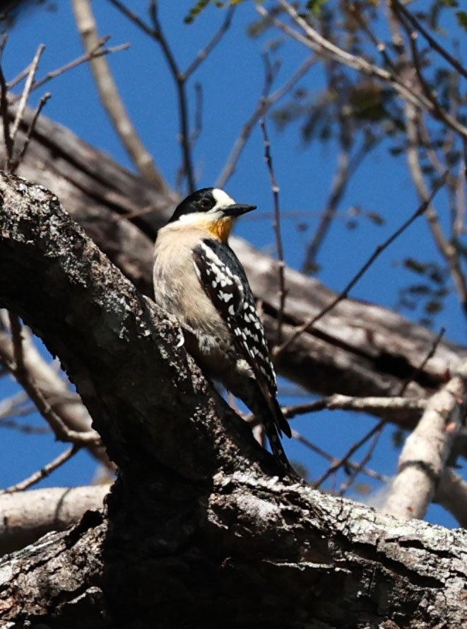 Woodpecker - White-fronted Woodpecker - Melanerpes cactorum - Pousada Aguape - Fazenda São José Zona Rural, Aquidauana, Mato Grosso do Sul, Brazil (6).jpg