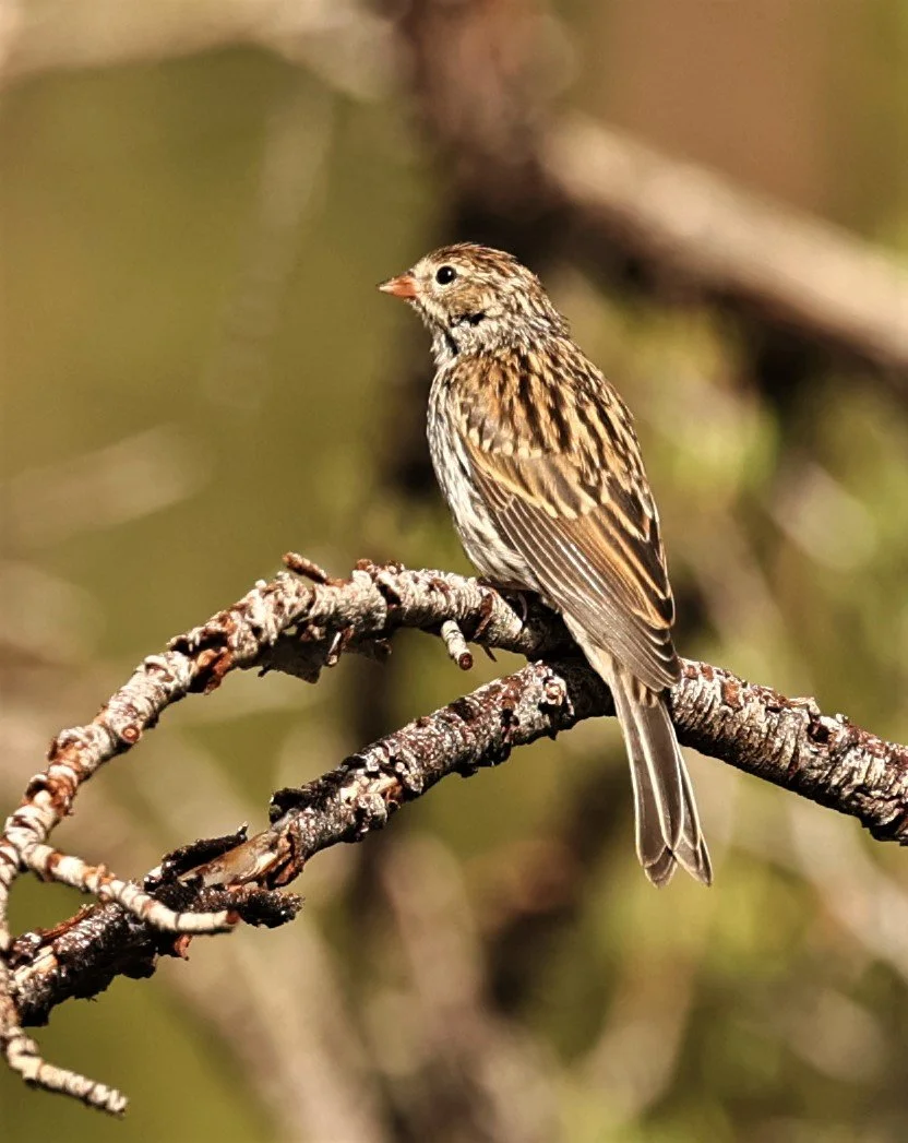 House Finch (Haemorhous mexicanus) Desert Viewpoint & Campground, Mt Charleston, Nevada (2).jpg