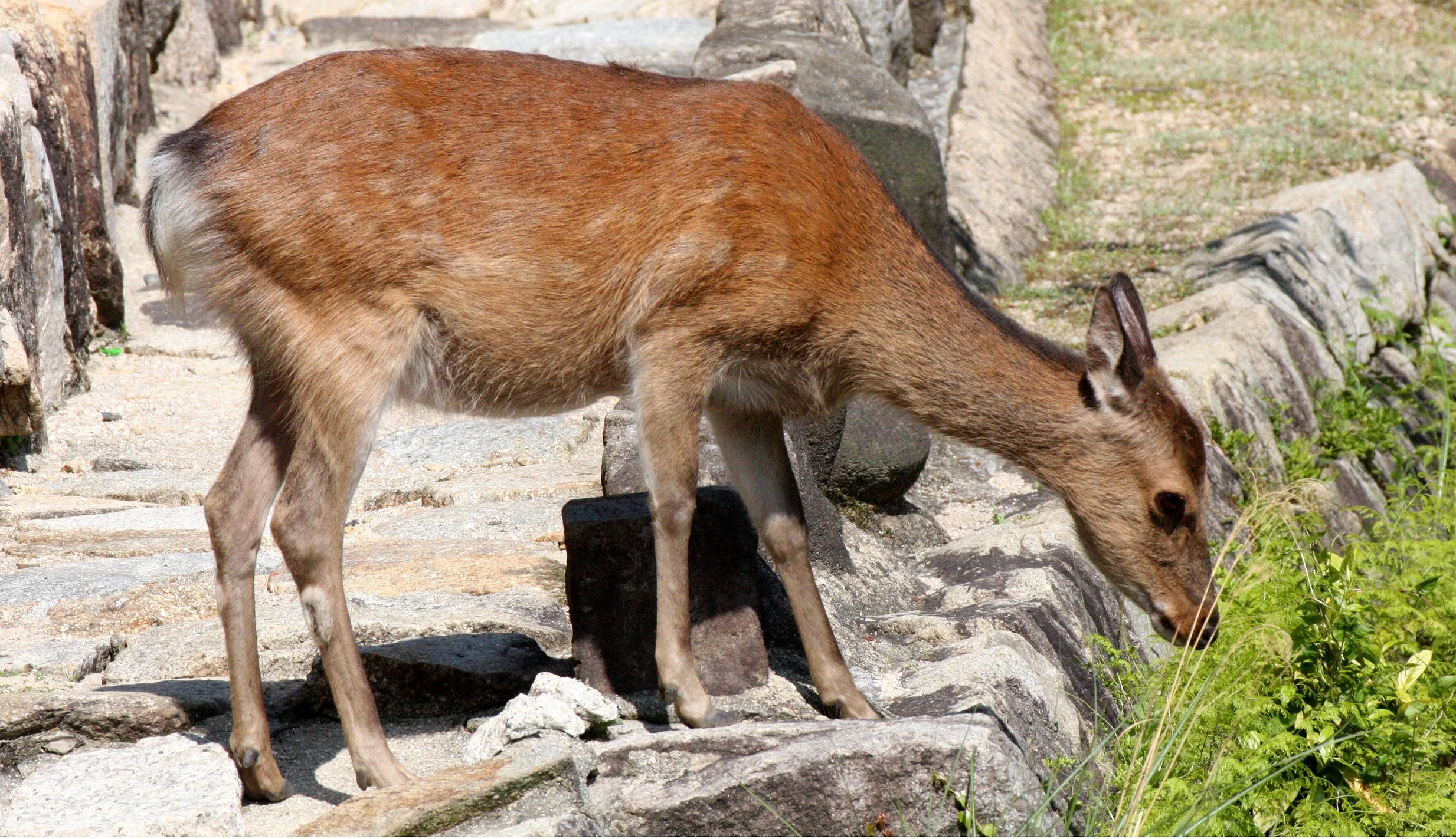 Miyajima Deer