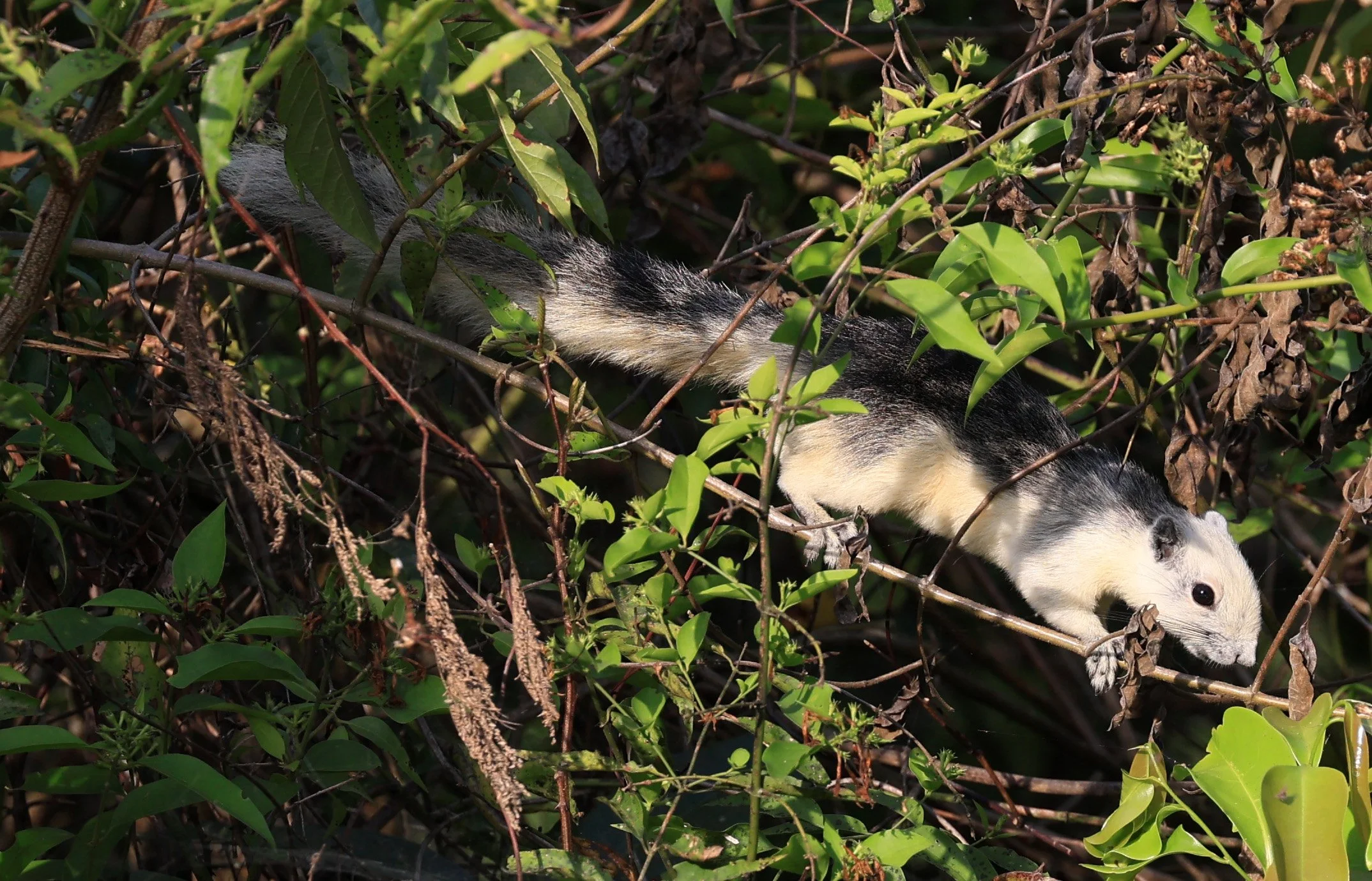 Finlayson's squirrel (Callosciurus finlaysonii bocourti) Khao Yai National Park (4).JPG