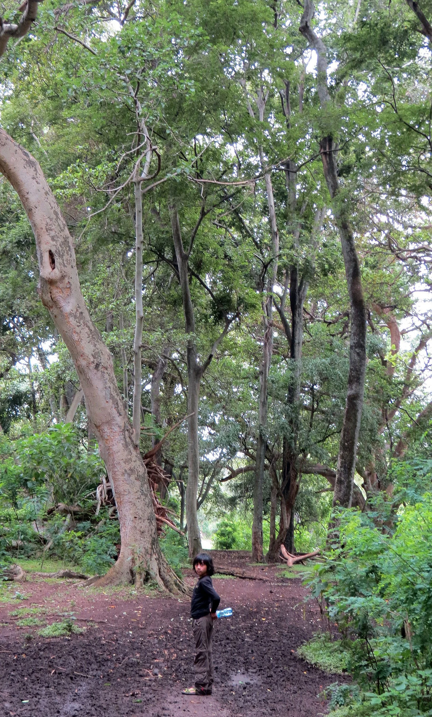 LANGANO LAKE ETHIOPIA - BISHANGARI LODGE AND SURROUNDING FOREST (23).JPG