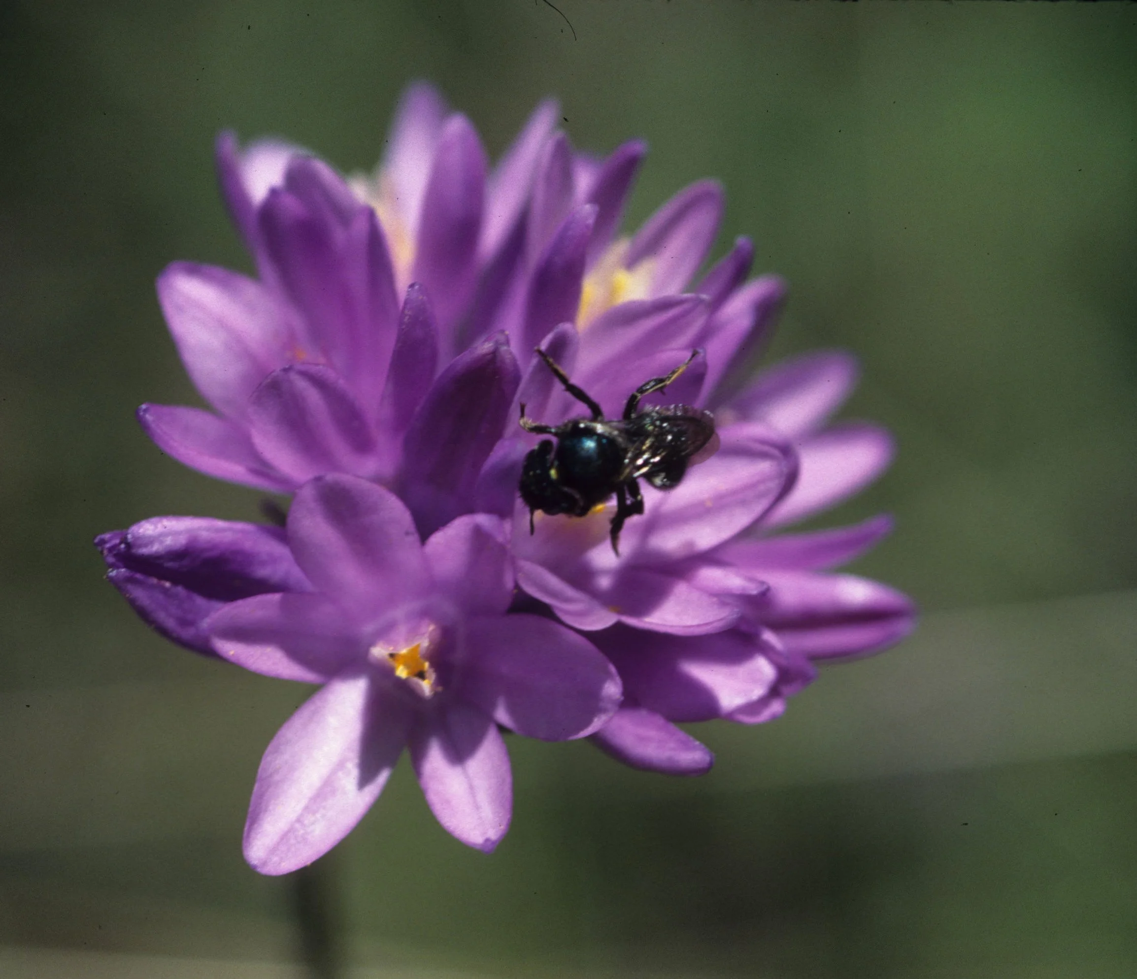 CALIFORNIA - BIG SUR - WILDFLOWER SPECIES.jpg