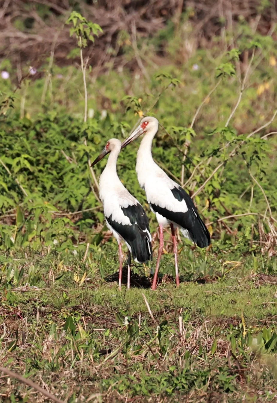 Stork - Maguari Stork - Ciconia maguari - Pantanal - Mato Grosso, Transpantaneira M-060 (4).jpg