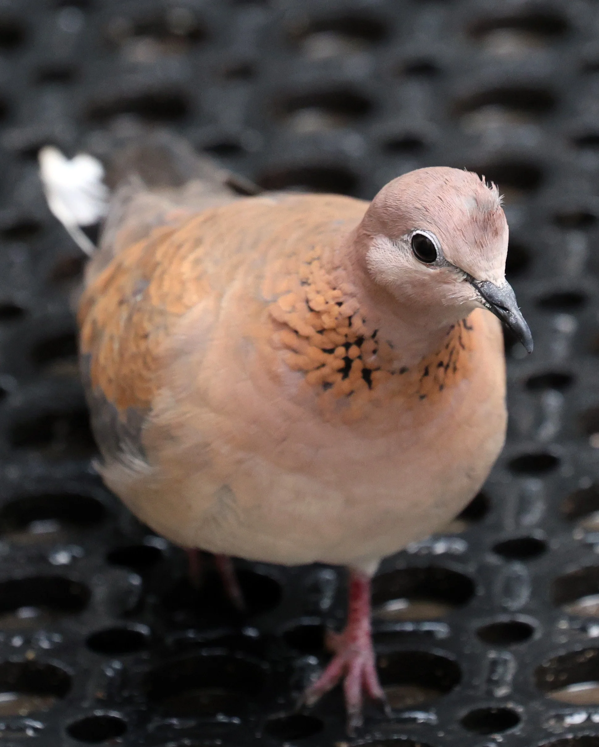 Laughing Dove (Spilopelia senegalensis) Rottnest Island - Western Australia (4).jpg