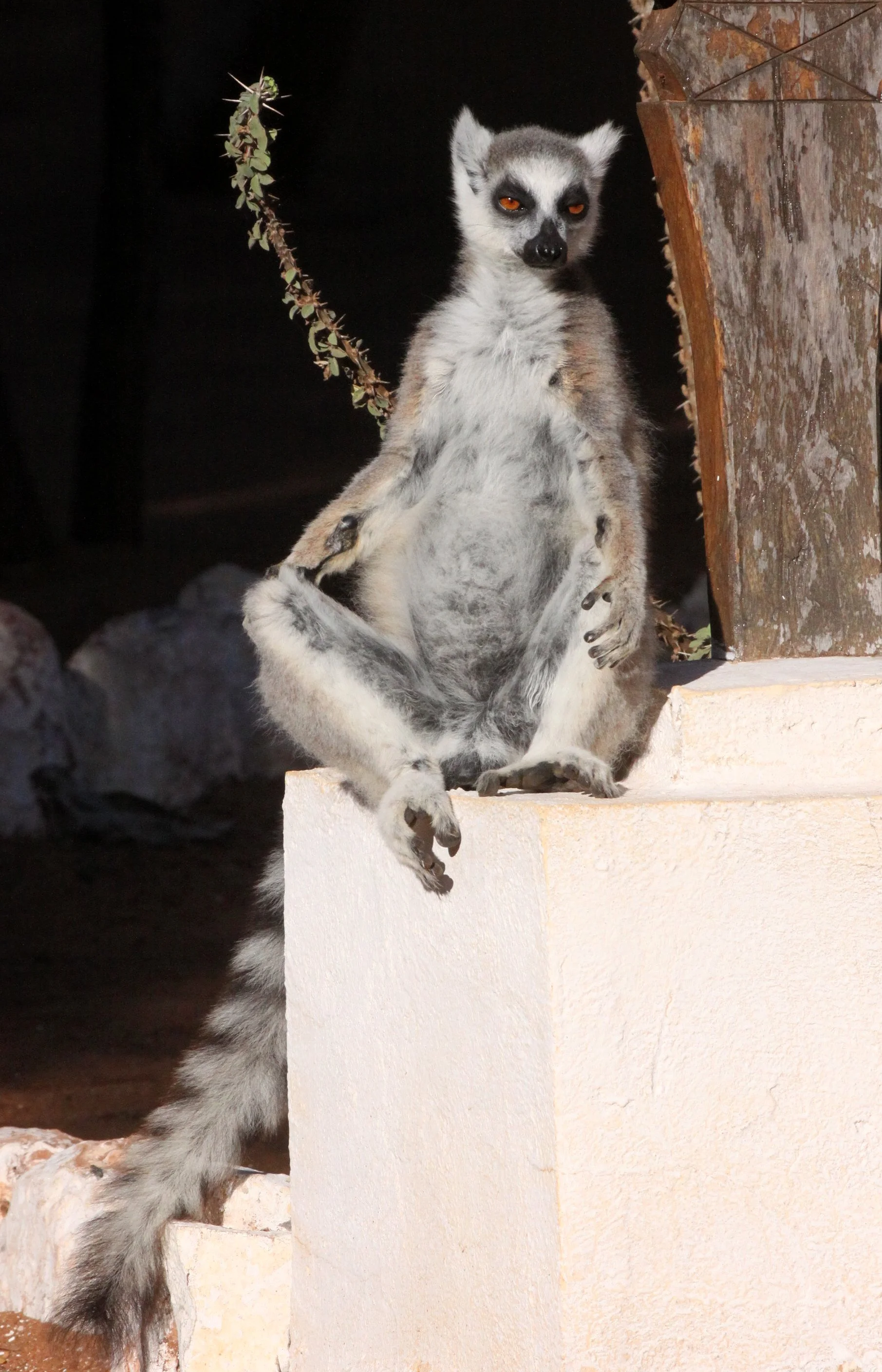 LEMURIDAE - Lemur catta - RING-TAILED LEMUR - BERENTY RESERVE MADAGASCAR (78).JPG