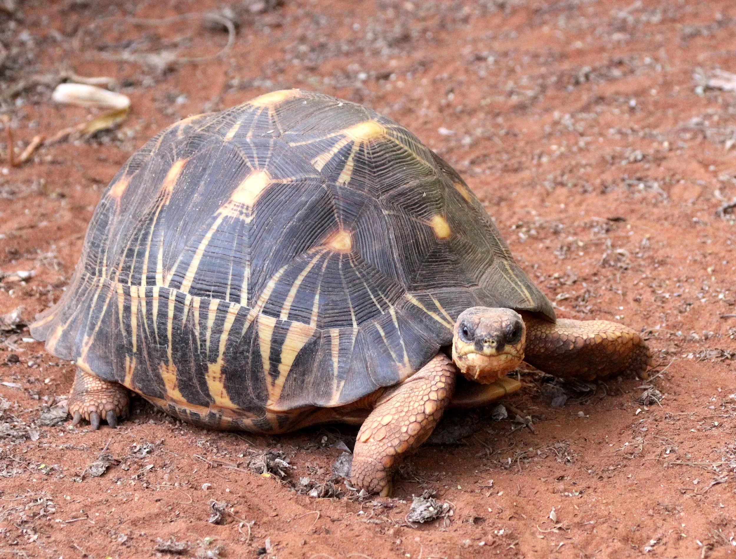 Astrochelys radiata - MADAGASCAR BOX TORTOISE - TESTUDO RADIATA  - ANDOHAHELA NATIONAL PARK MADAGASCAR (10).JPG