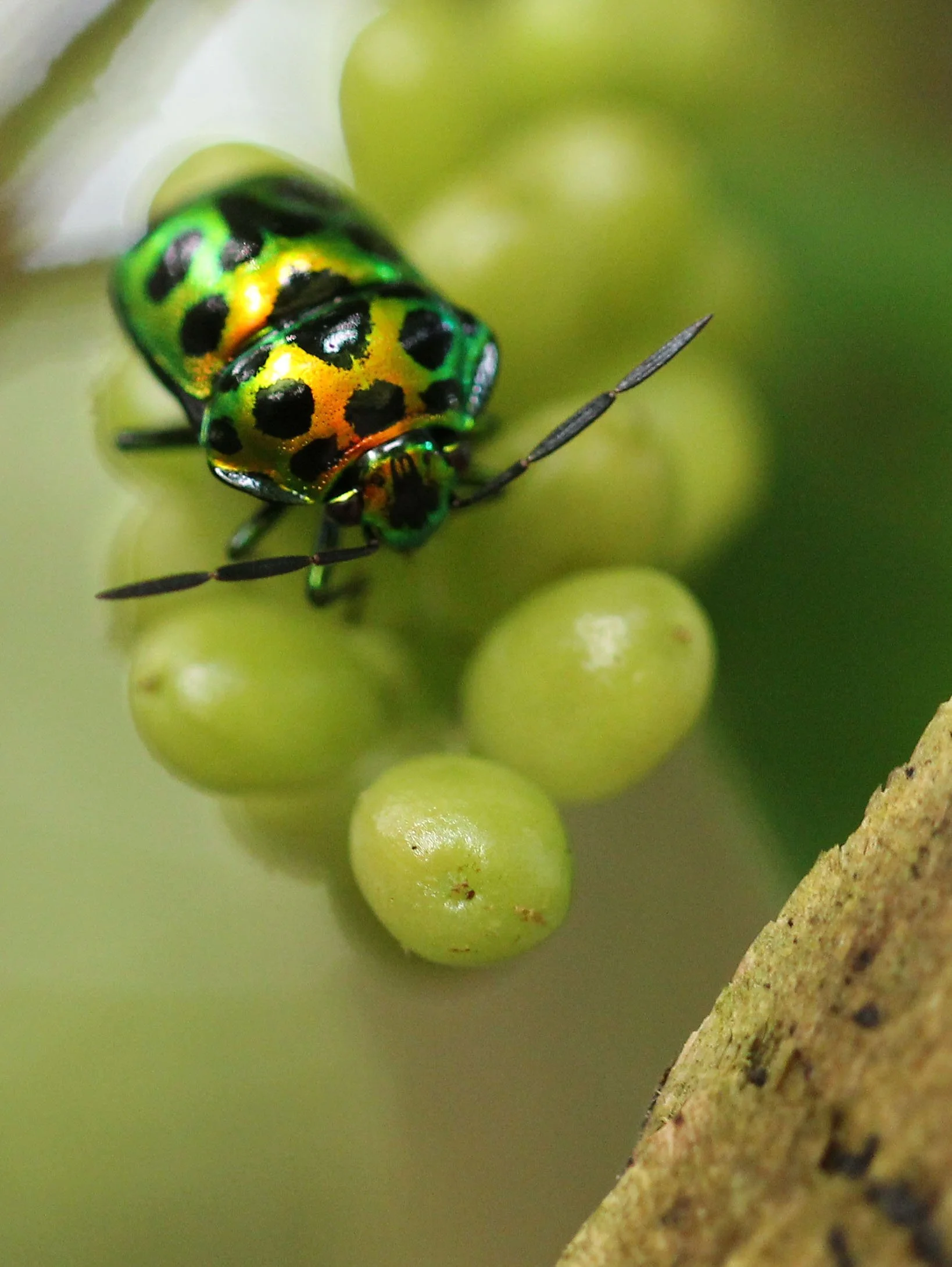 Chrysocoris stollii - Koh Lanta, Thailand (10).JPG