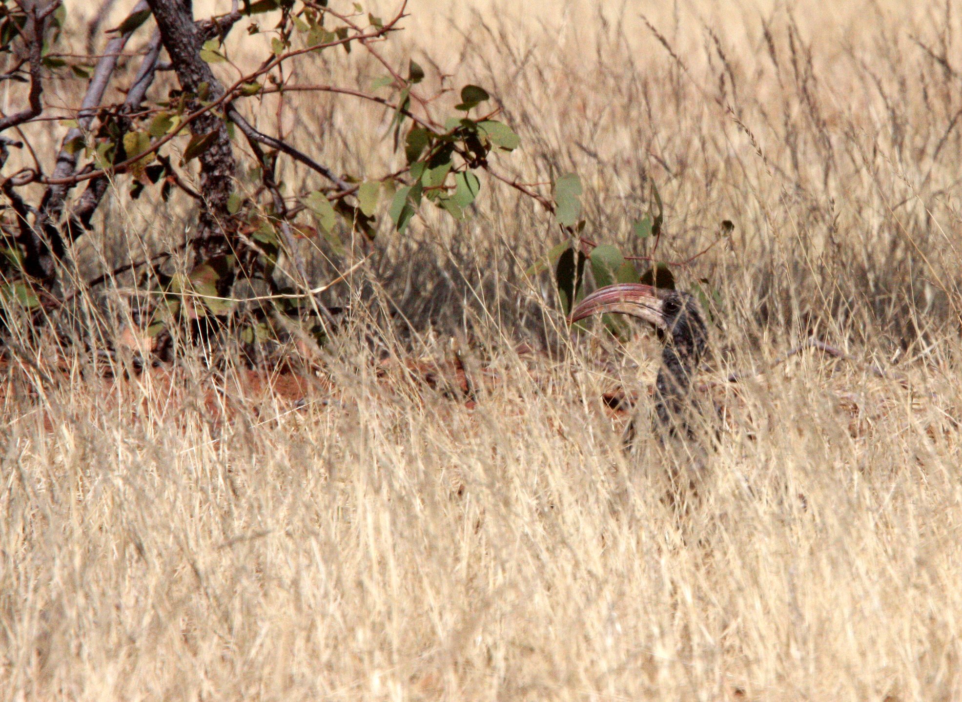 Tockus monteiri - MONTEIRO'S HORNBILL - DAMARALAND NAMIBIA (4).JPG