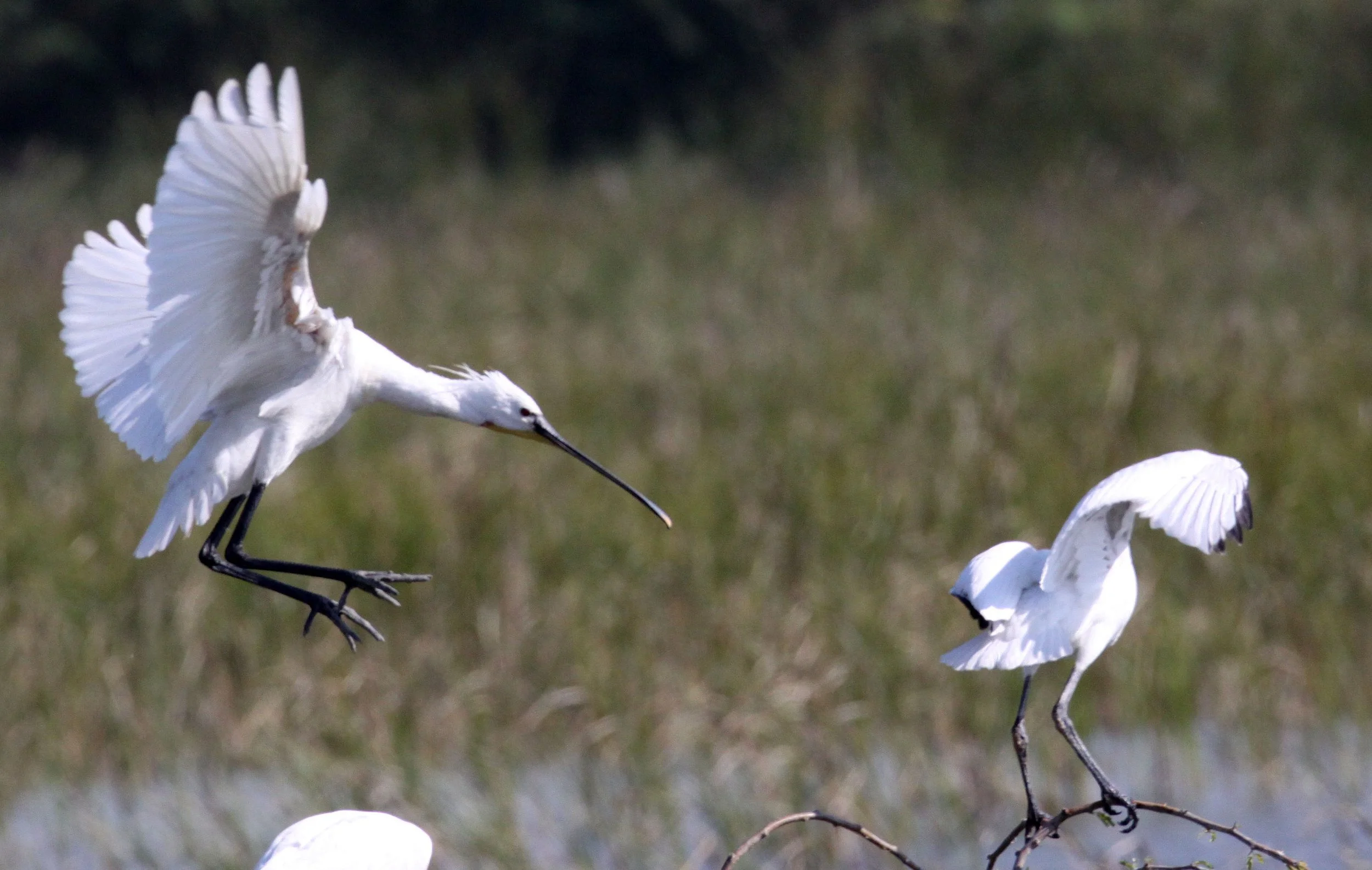 SPOONBILL - EURASIAN SPOONBILL - Platalea leucorodia - LITTLE RANN OF KUTCH GUJARAT INDIA (33).JPG