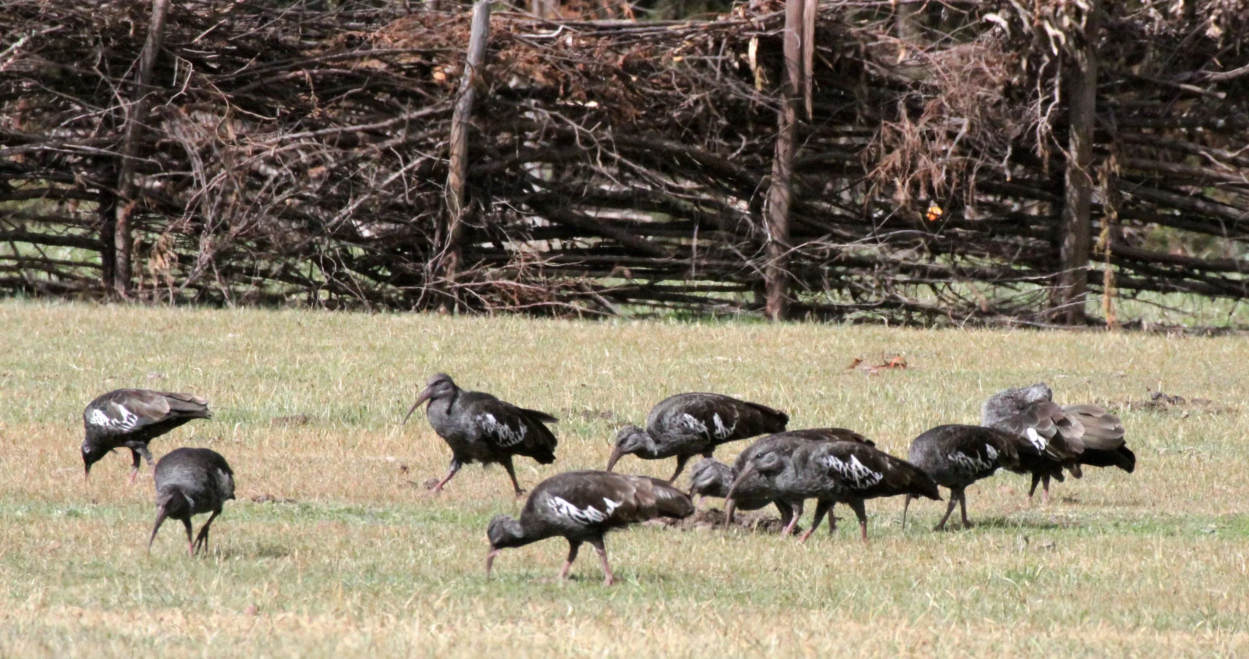 IBIS - WATTLED IBIS - Bostrychia carunculata - BALE MOUNTAINS NATIONAL PARK ETHIOPIA (2).JPG