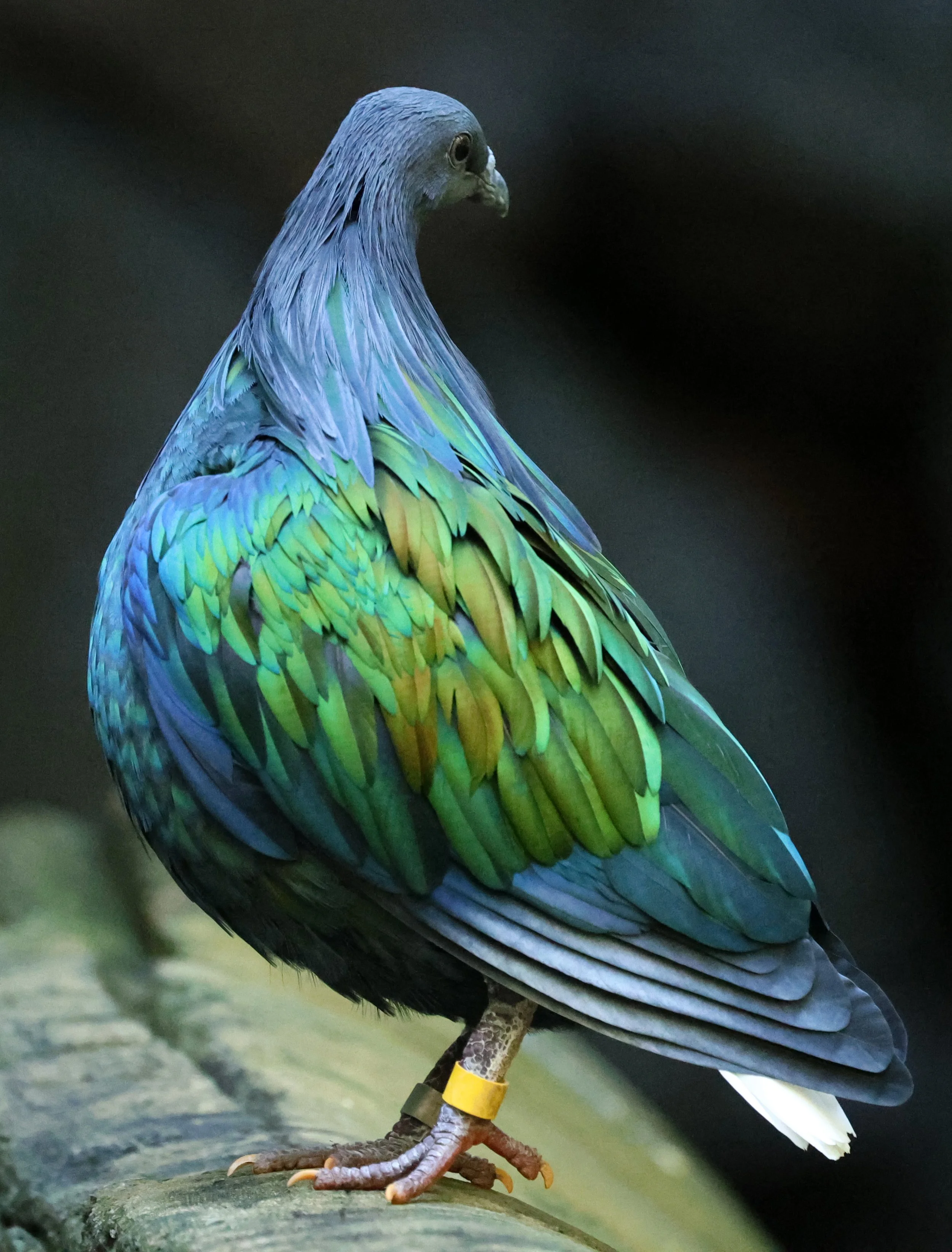 Nicobar Pigeon (Caloenas nicobarica) Koala Trail Road and Locations South of Brisbane - Queensland (3).jpg
