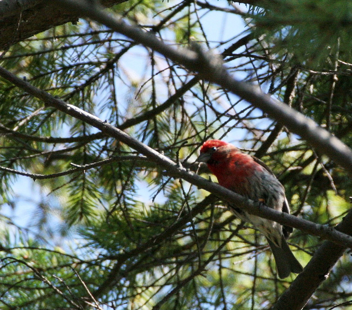 House Finch (Haemorhous mexicanus) Loreto Baja Mexico (19).jpg