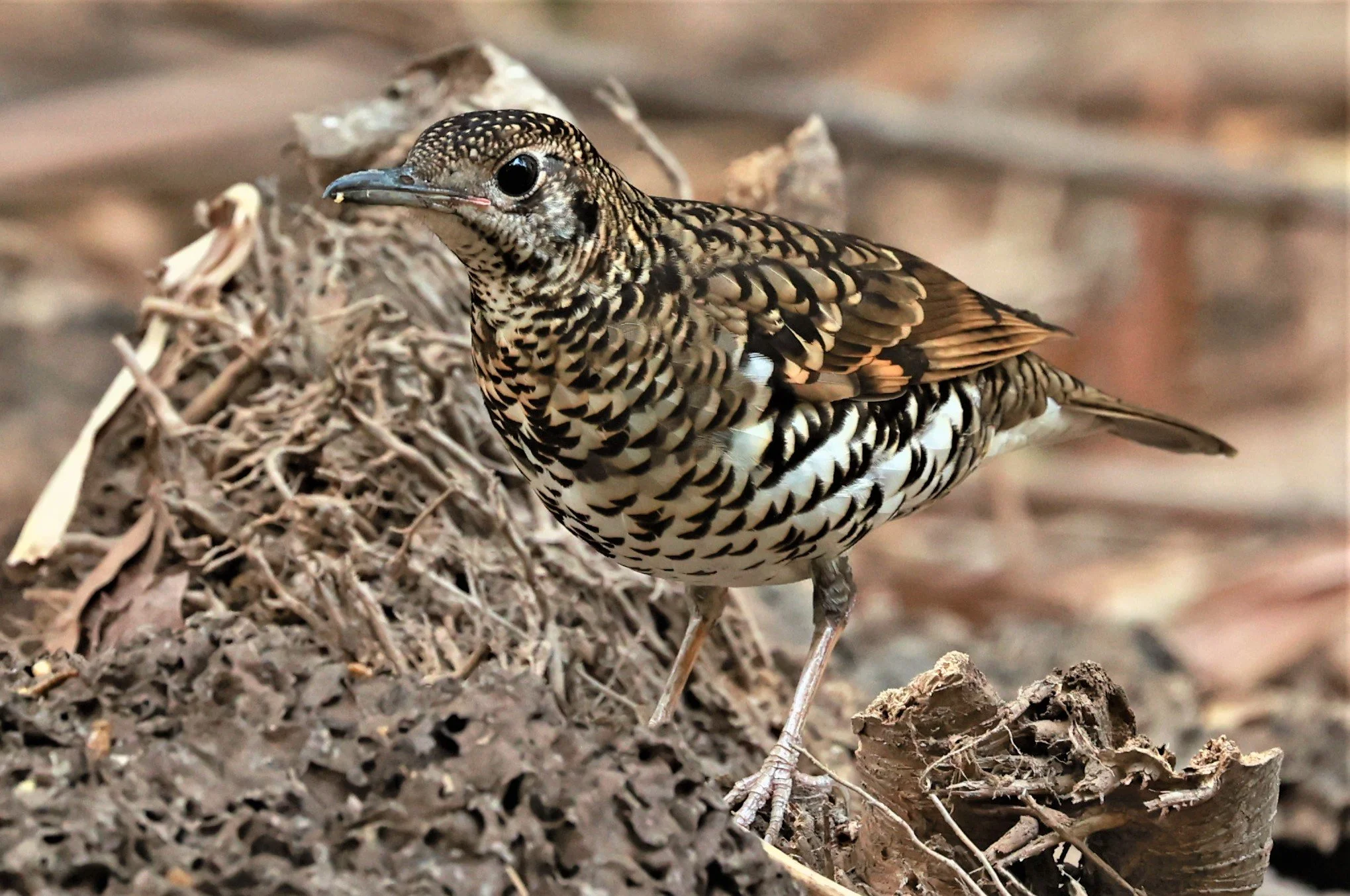 White's Thrush (Zoothera aurea) Putthamonthon Park Nakhon Pathom Thailand (181).jpg