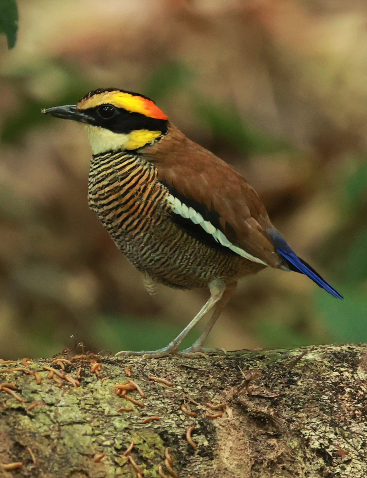 PITTA - Malayan banded pitta - Hydrornis irena - Si Phang Nga National Park, Thailand Feb 18-19, 2023 (142).jpg
