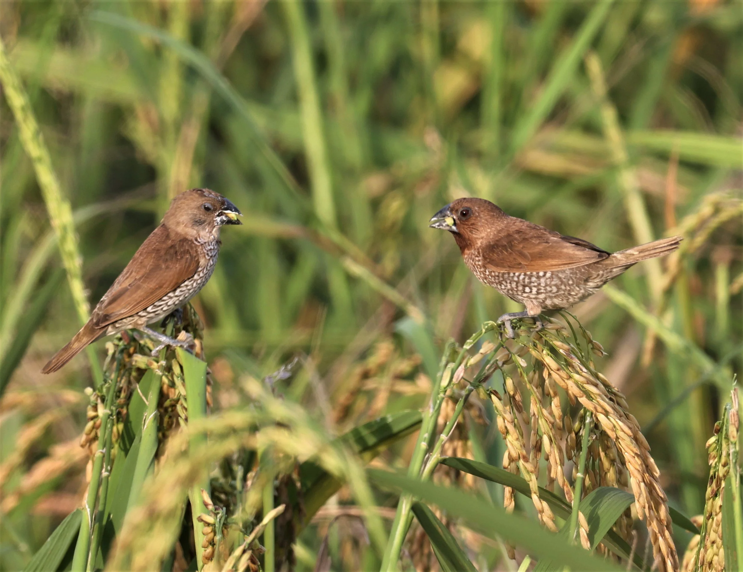MUNIA - SCALY BREASTED MUNIA - Lonchura punctulata - PATHUM THANI RICE RESEARCH CENTER 14 SEPT 2021 (12).jpg