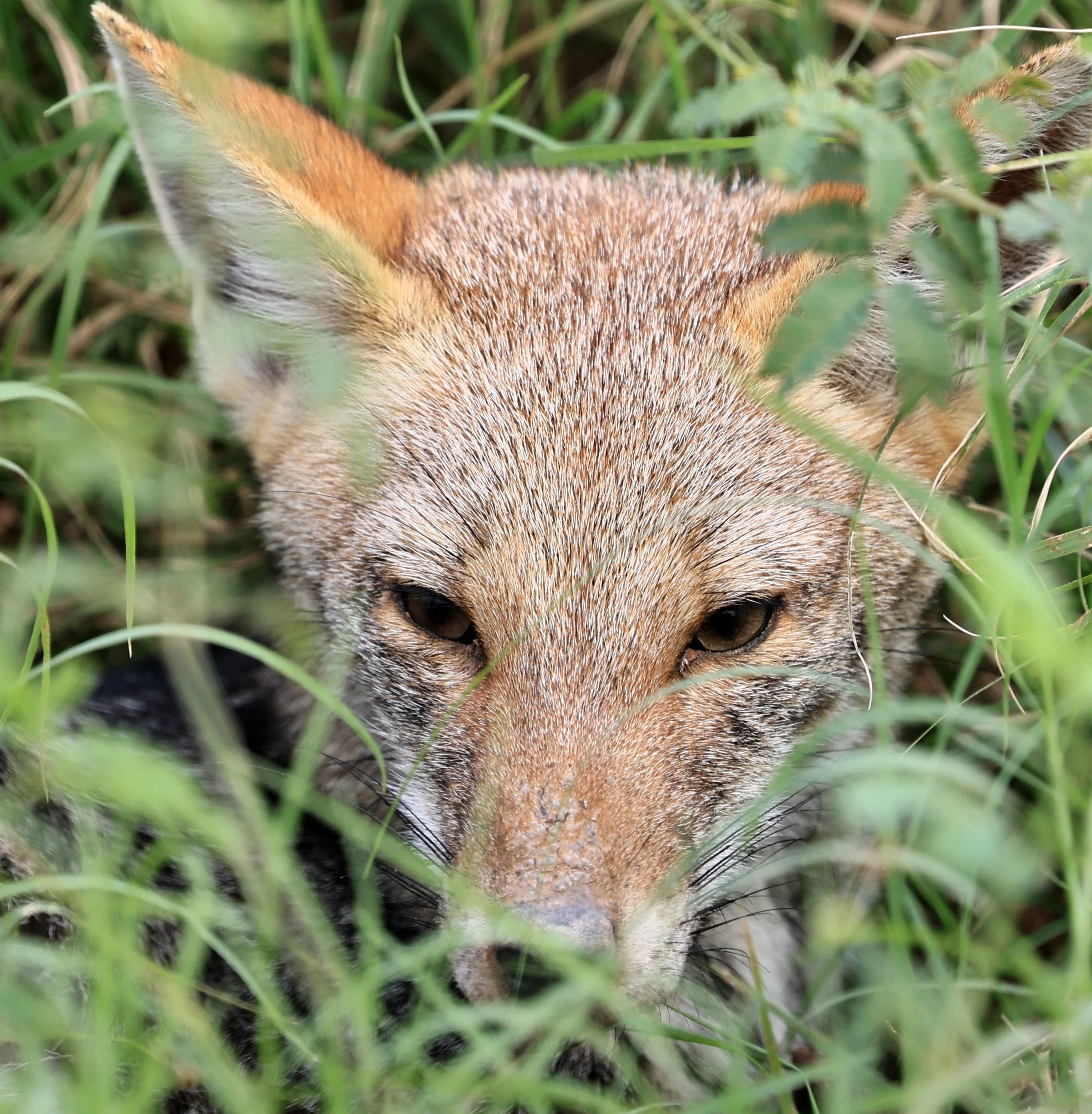 Pampas Fox (Lycalopex gymnocerca) Agua Dulce Paraguay (6).jpg