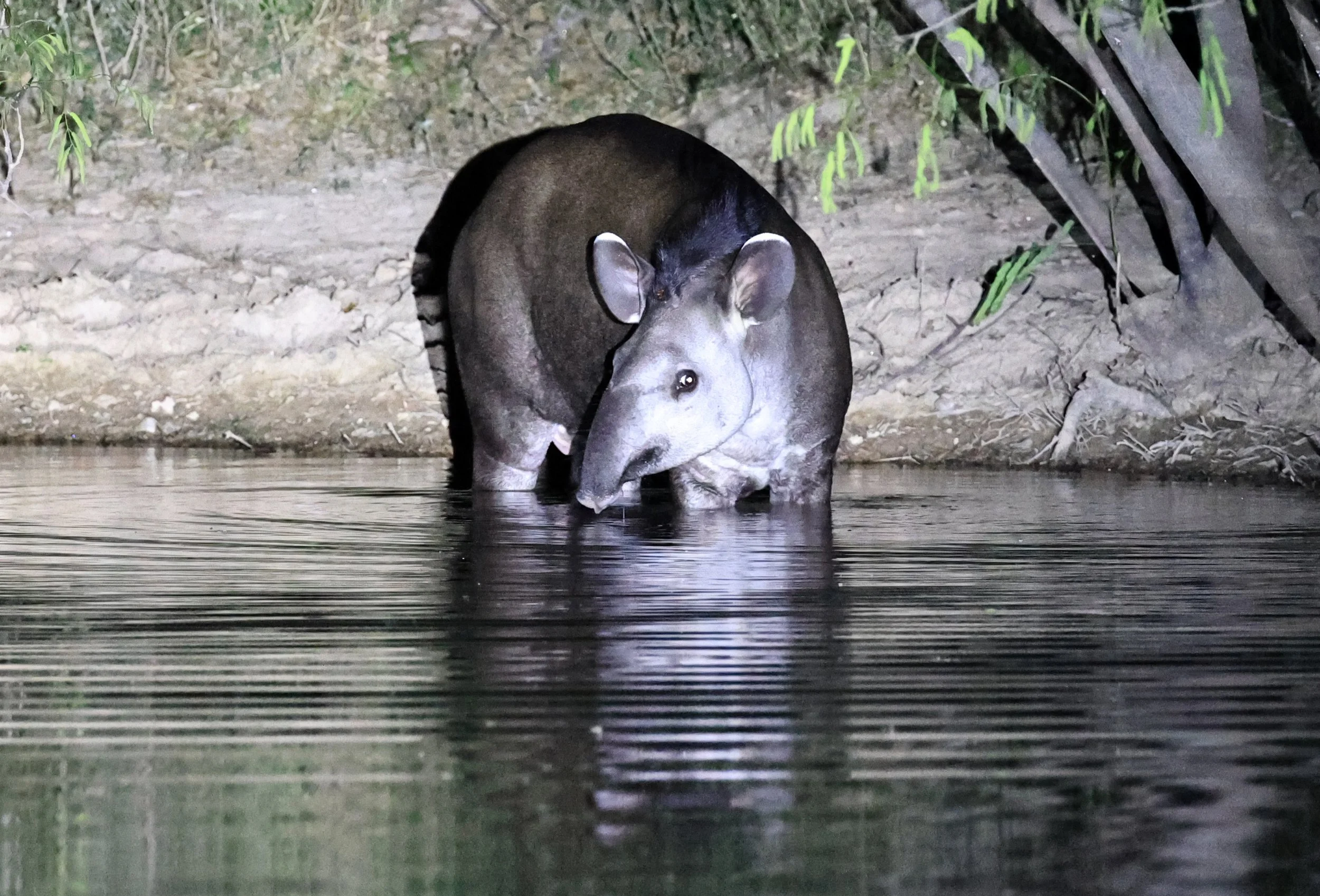 South American Tapir (Tapirus terrestris) Hotel Campestre Iparoma Paraguay  (18).jpg