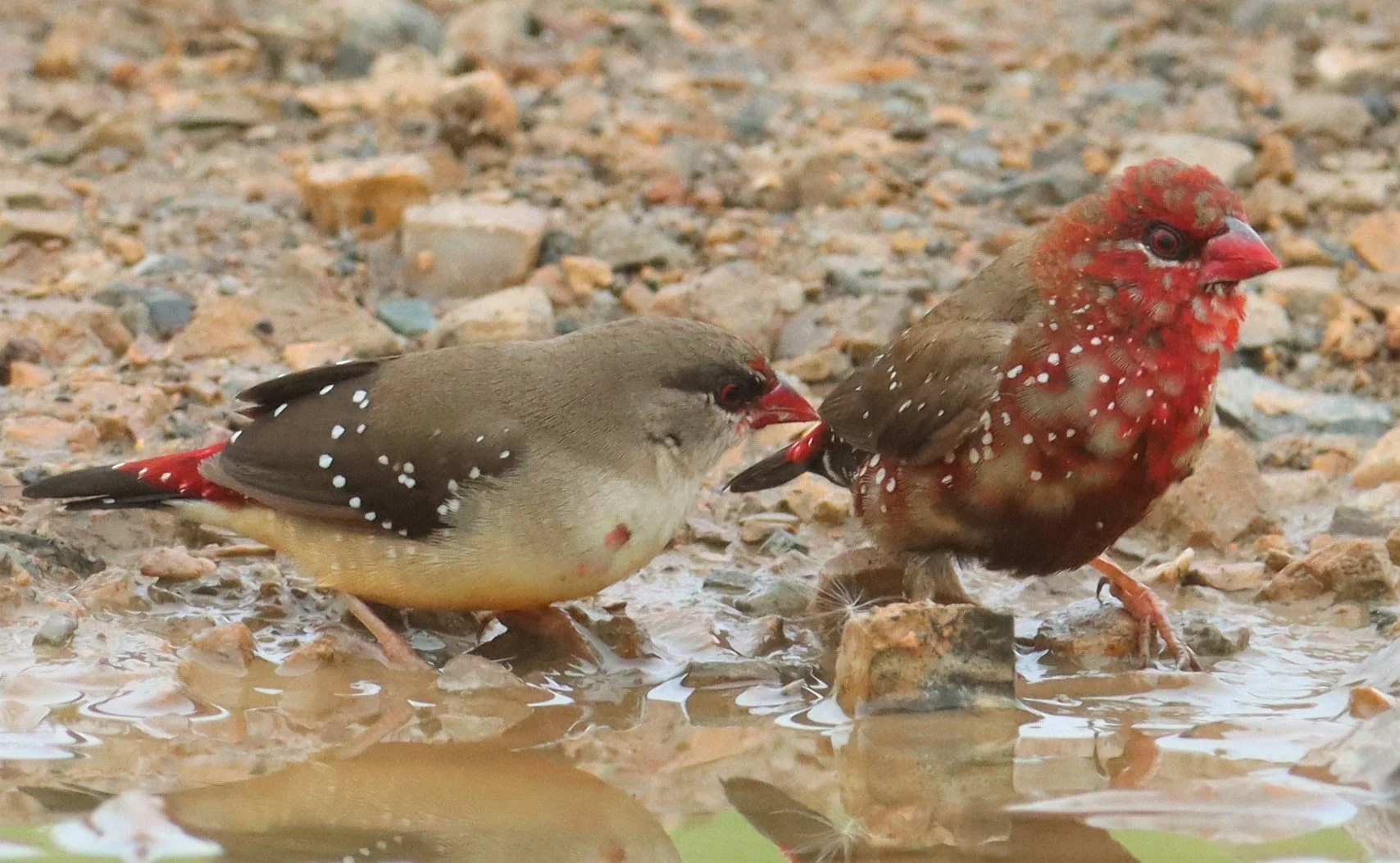 RED AVADAVAT - Amandava amandava - THAP YAO RICE FIELDS LAT KRABANG (139).jpg