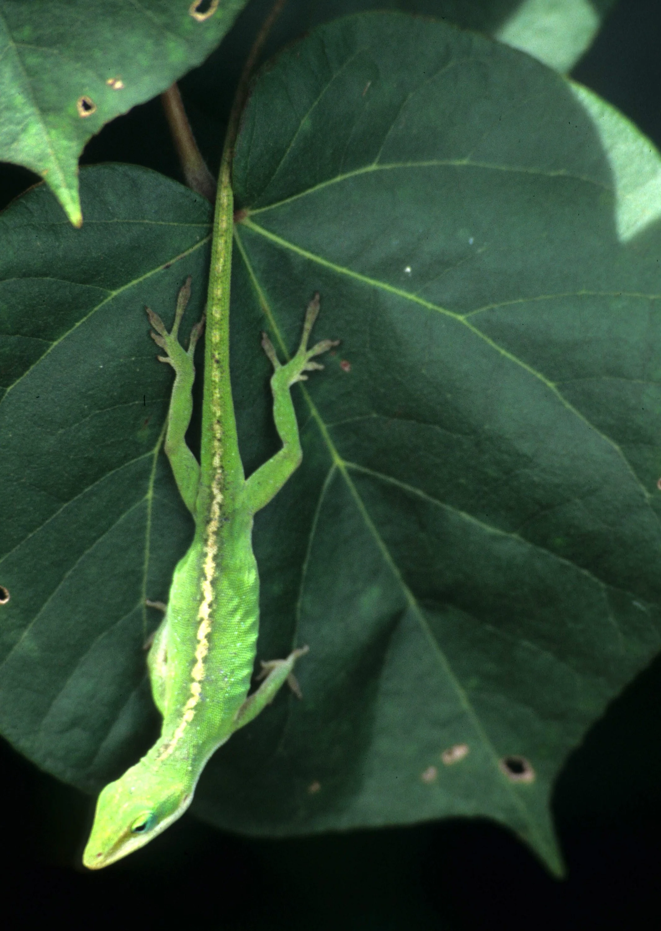 REPTILE - LIZARD.jpg