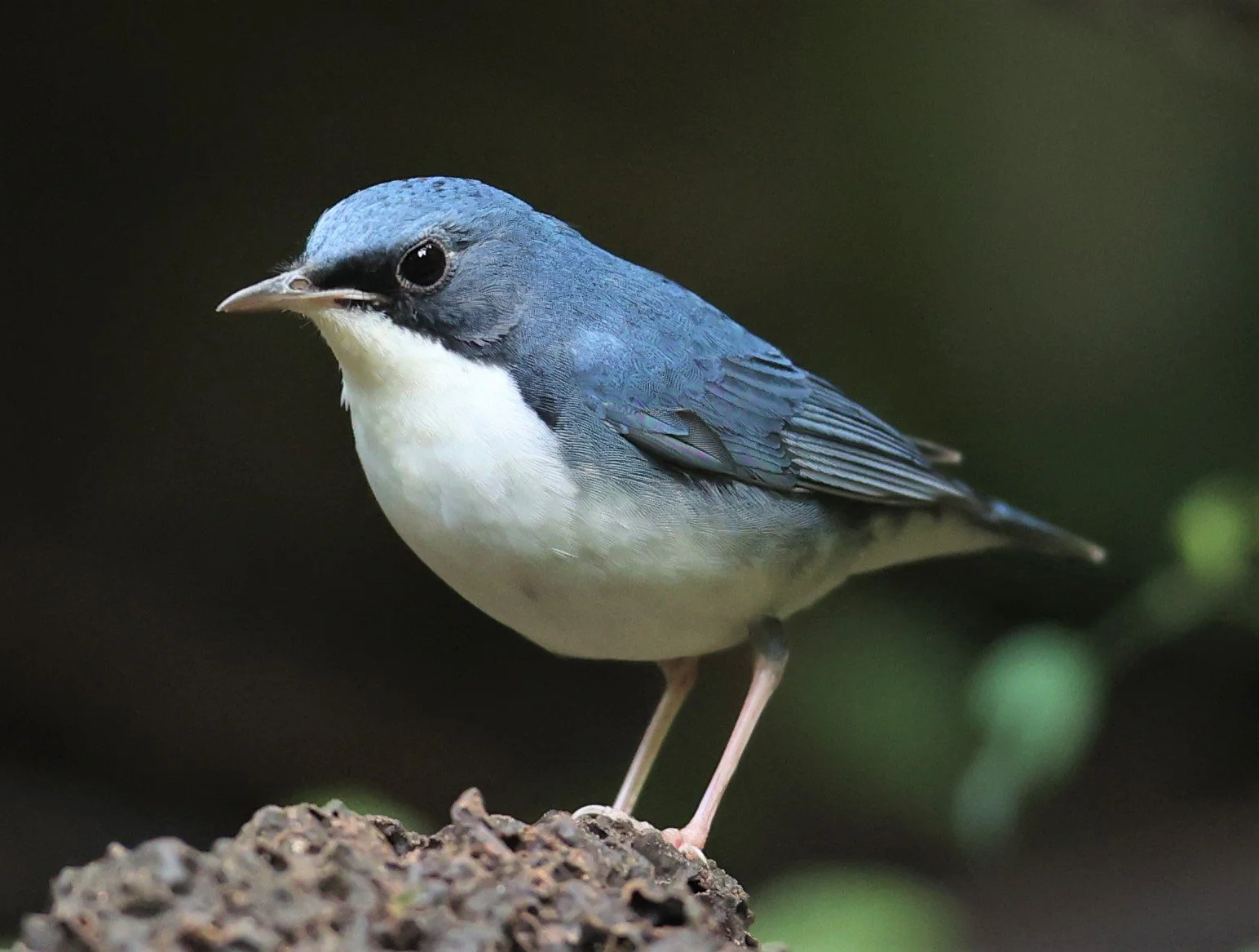 ROBIN - SIBERIAN BLUE ROBIN - Luscinia cyane - DOI INTHANON NP CHIANG MAI, DEC 2021 (25).JPG