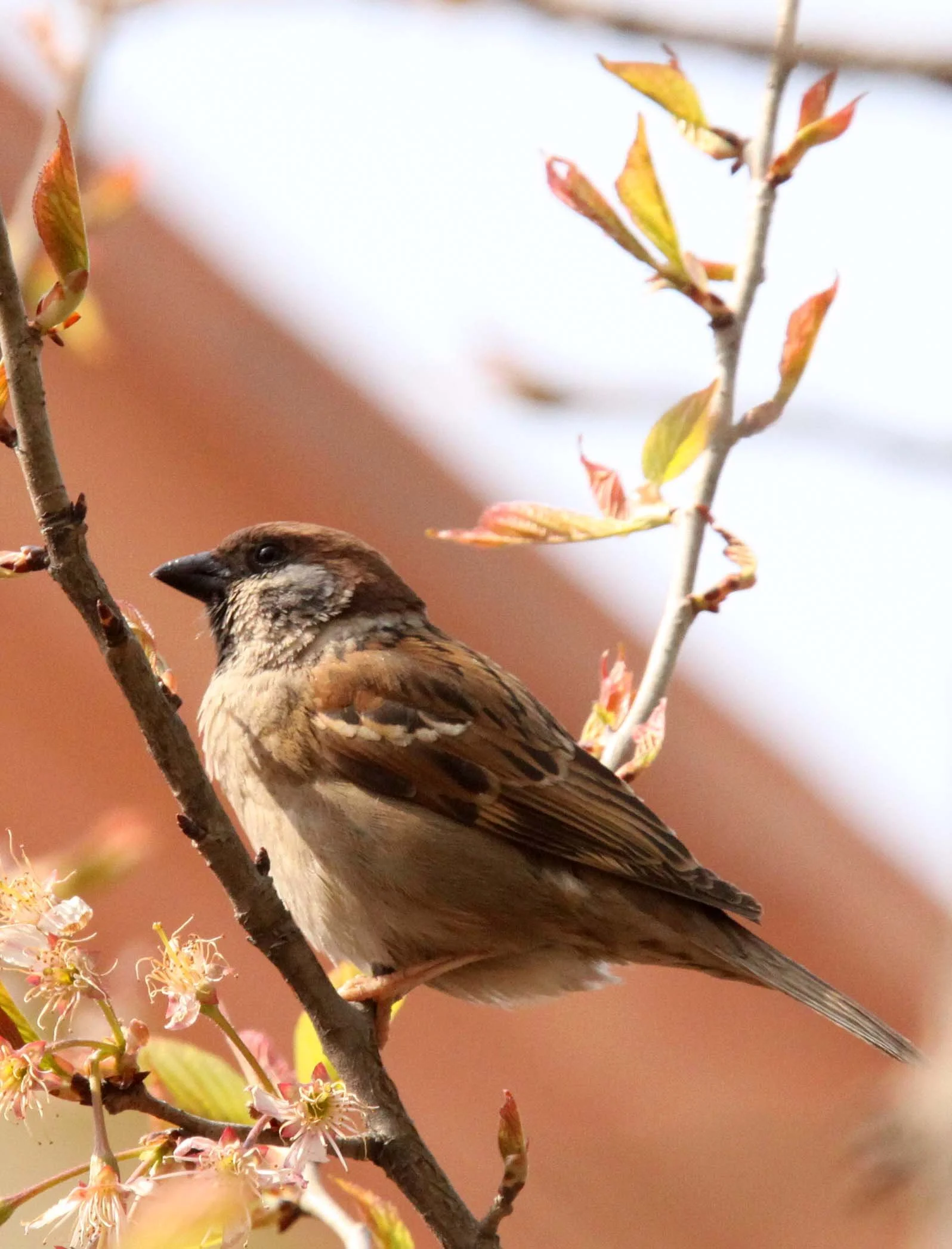 Eurasian Tree Sparrow (Passer montanus) Foping Nature Reserve Shaanxi China (2).JPG
